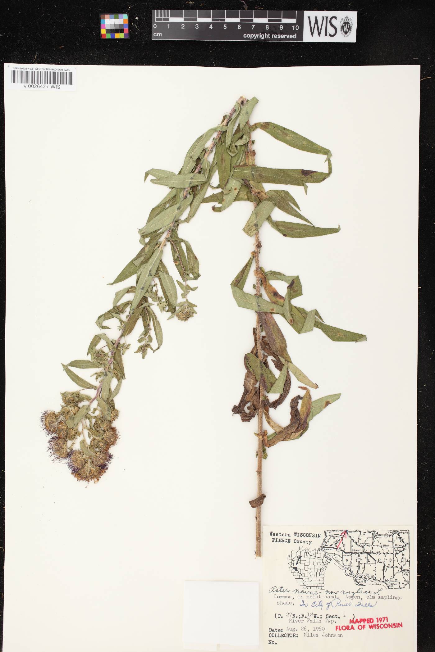 Symphyotrichum novae-angliae image
