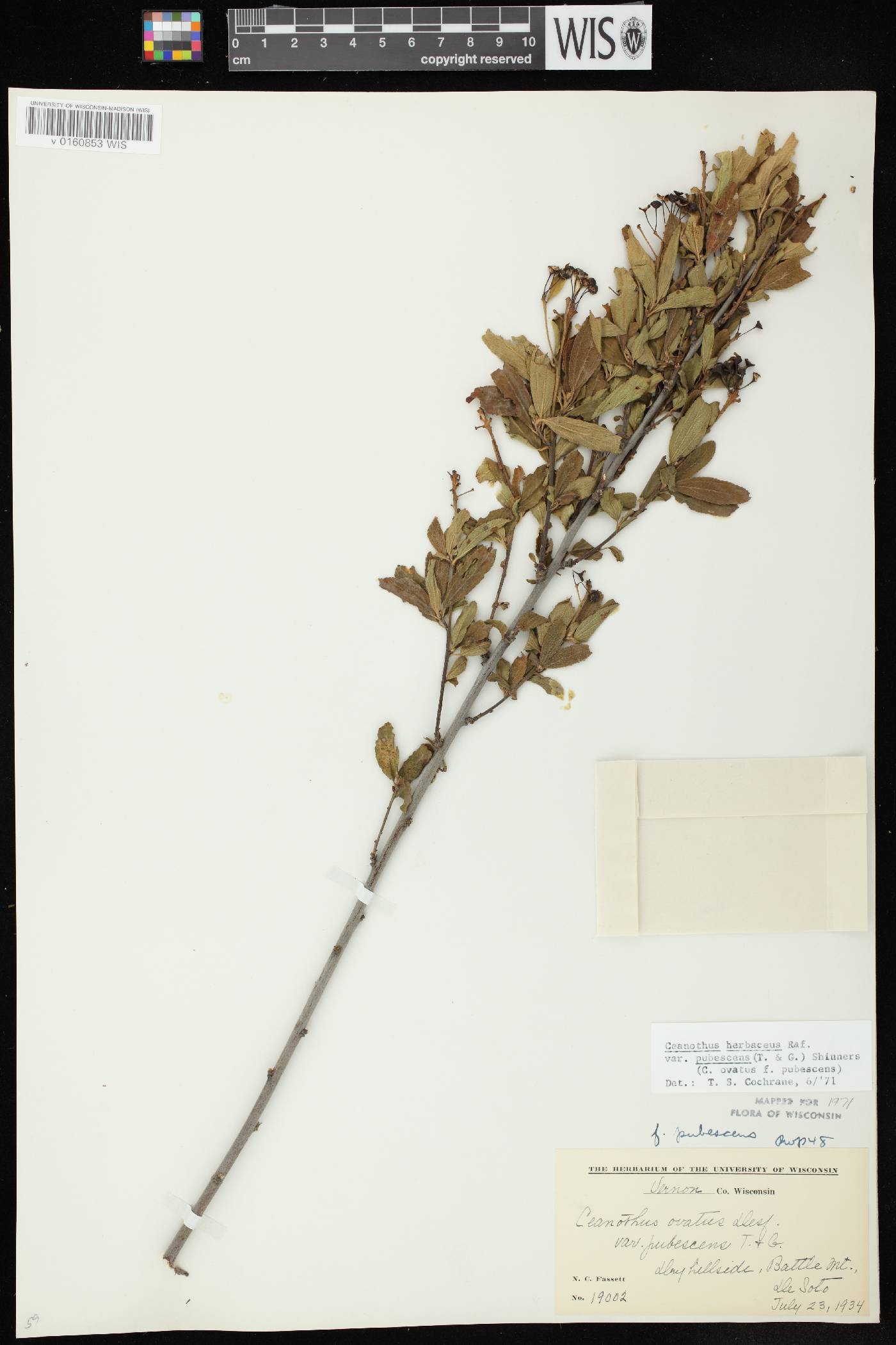 Ceanothus herbaceus image