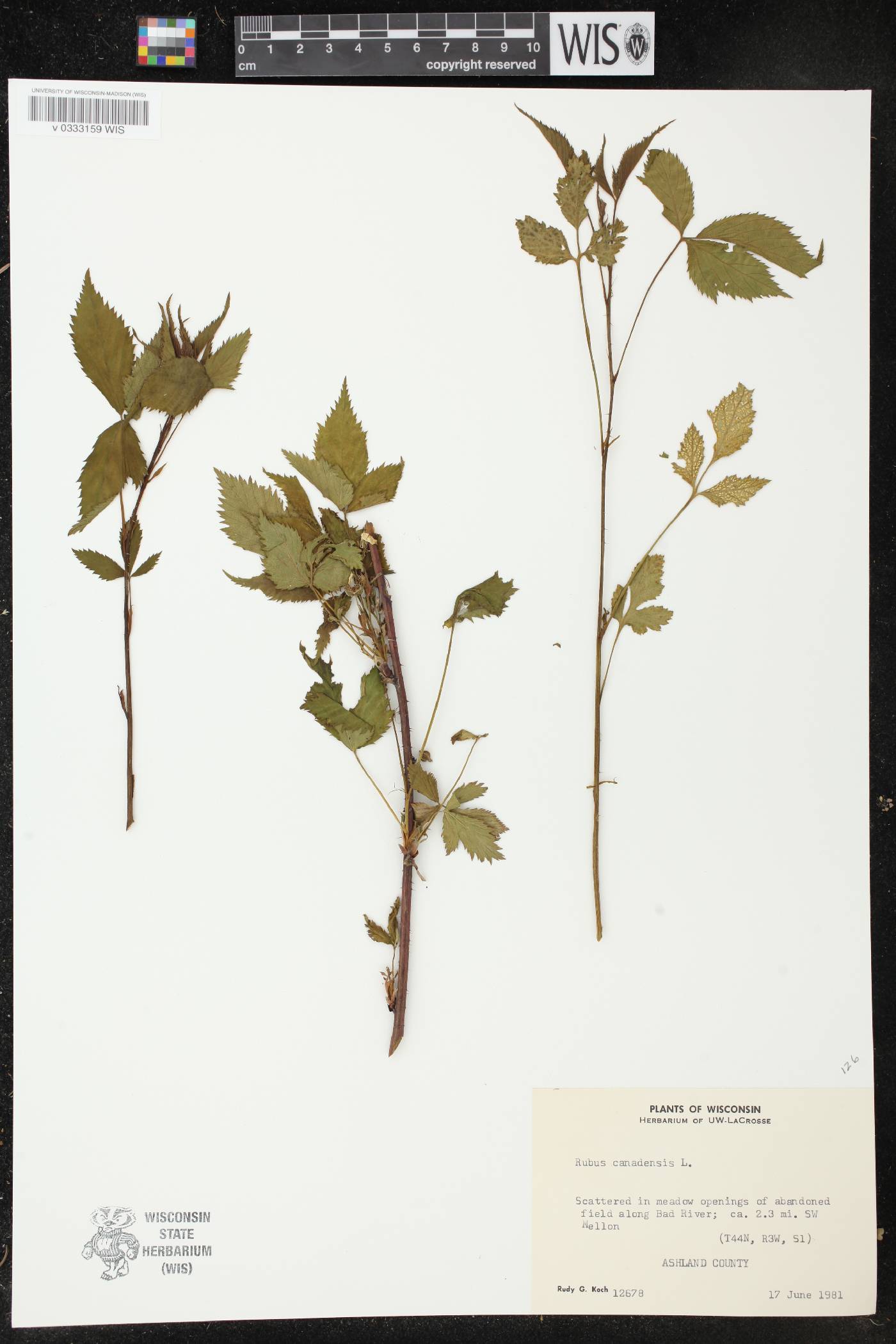 Rubus canadensis image