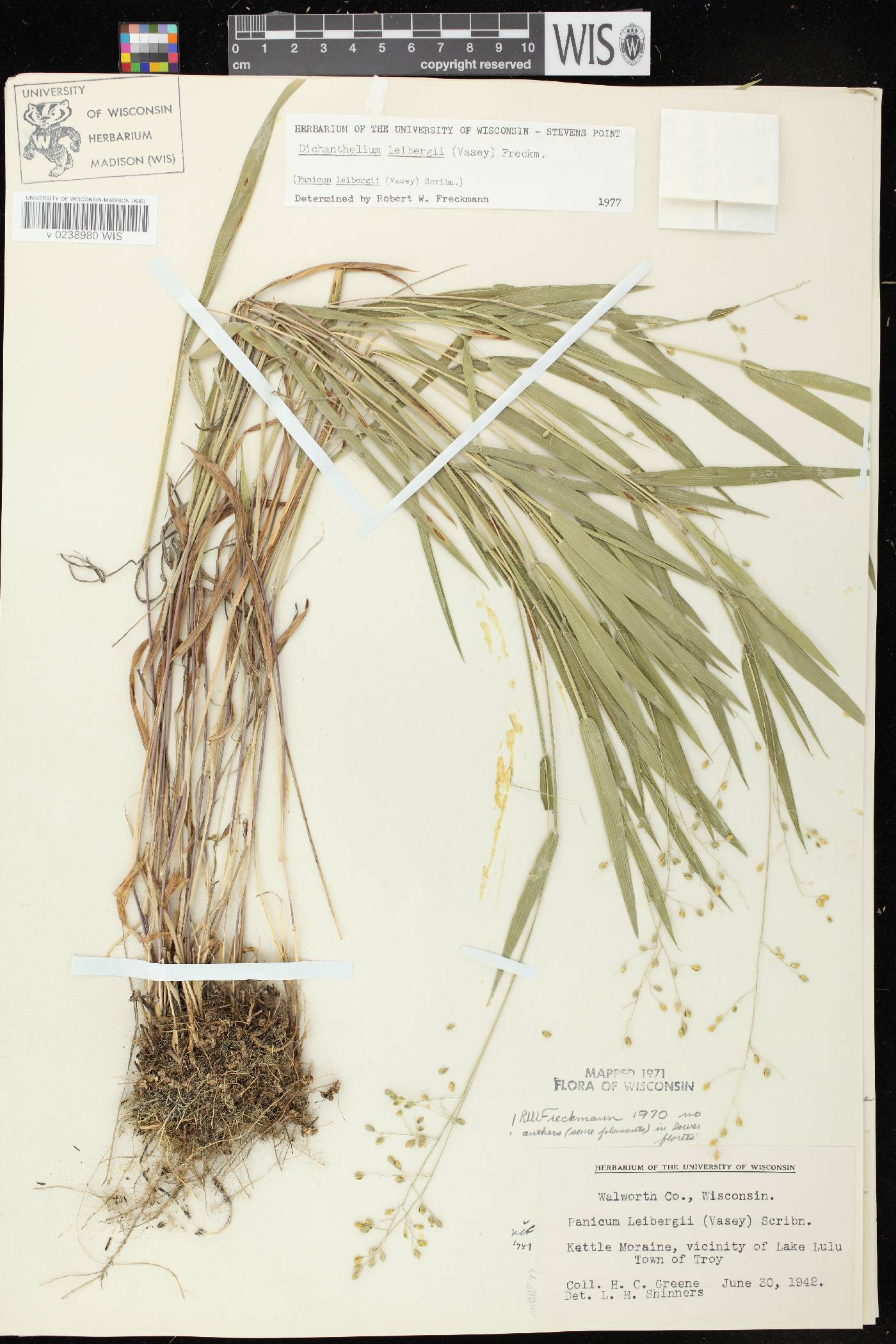 Dichanthelium leibergii image