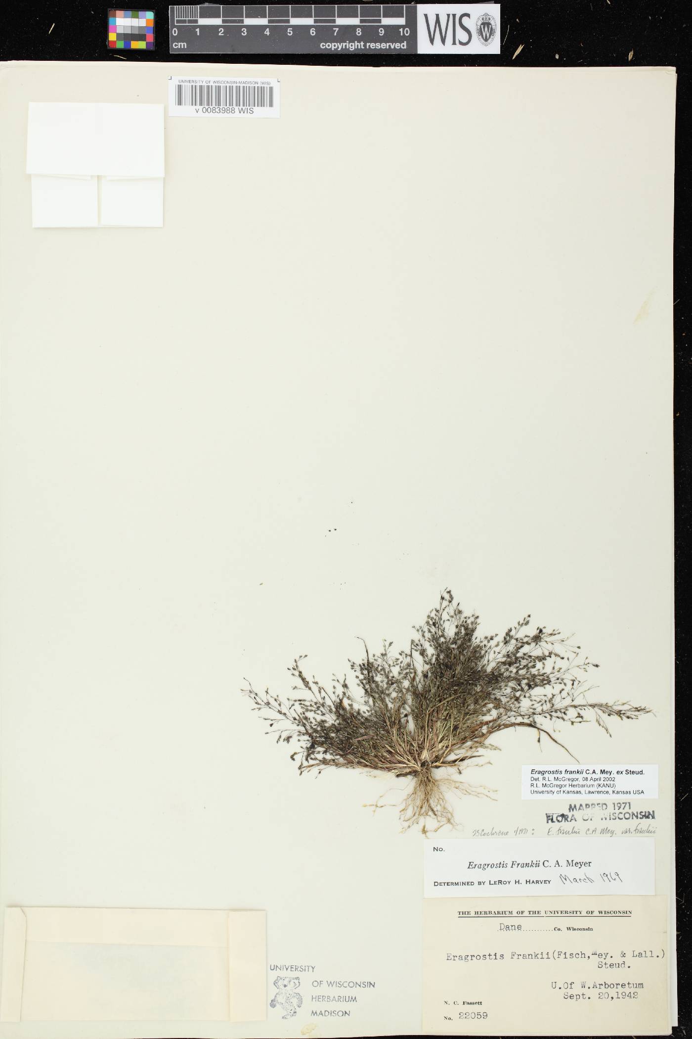 Eragrostis frankii image