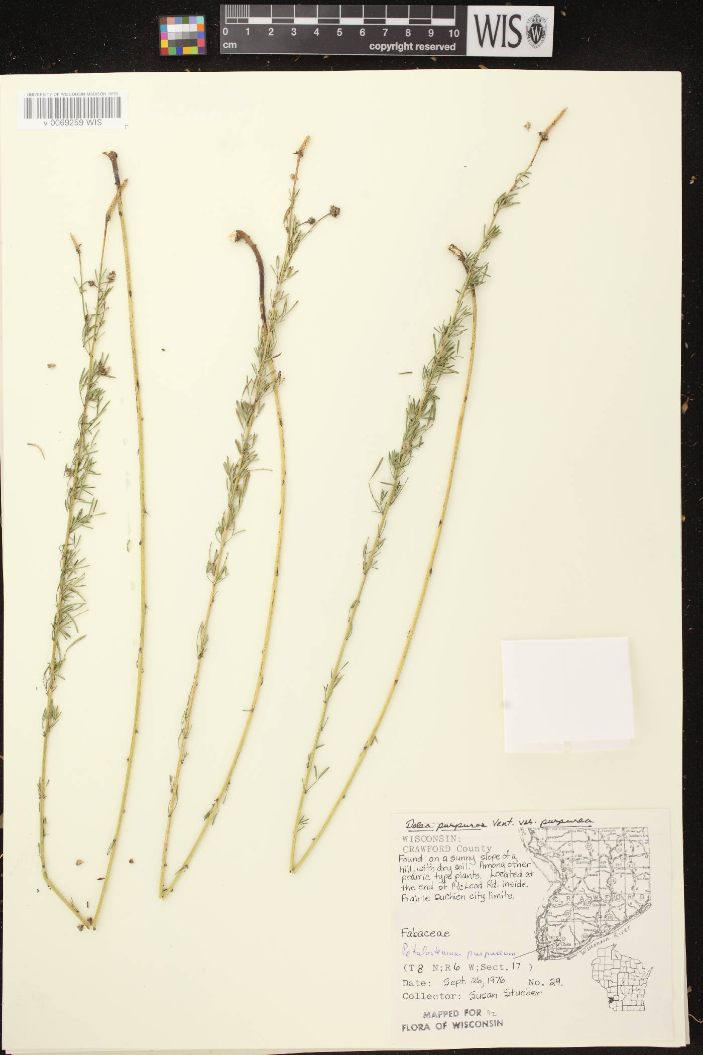 Dalea purpurea var. purpurea image
