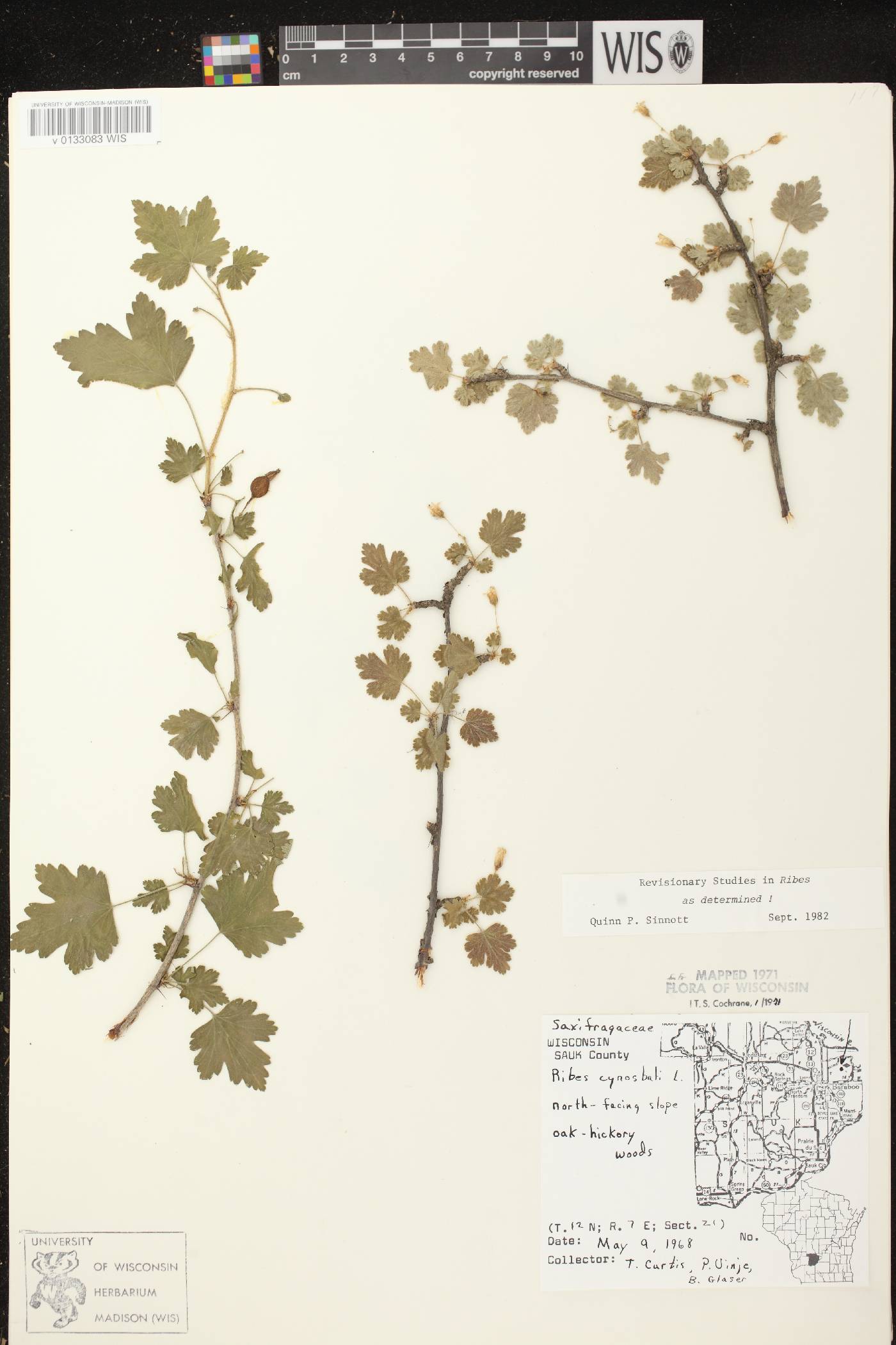 Ribes cynosbati image