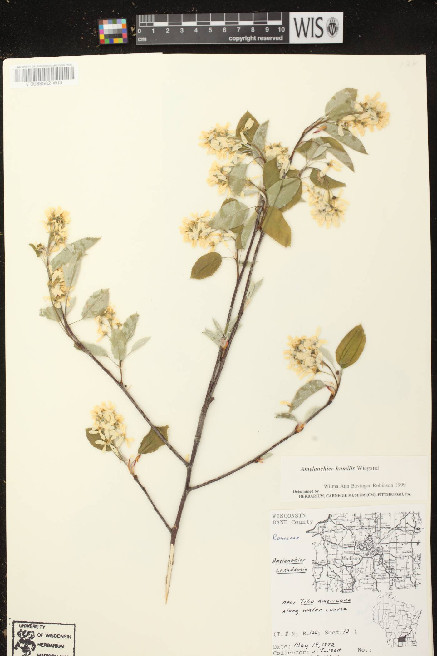 Amelanchier sanguinea image