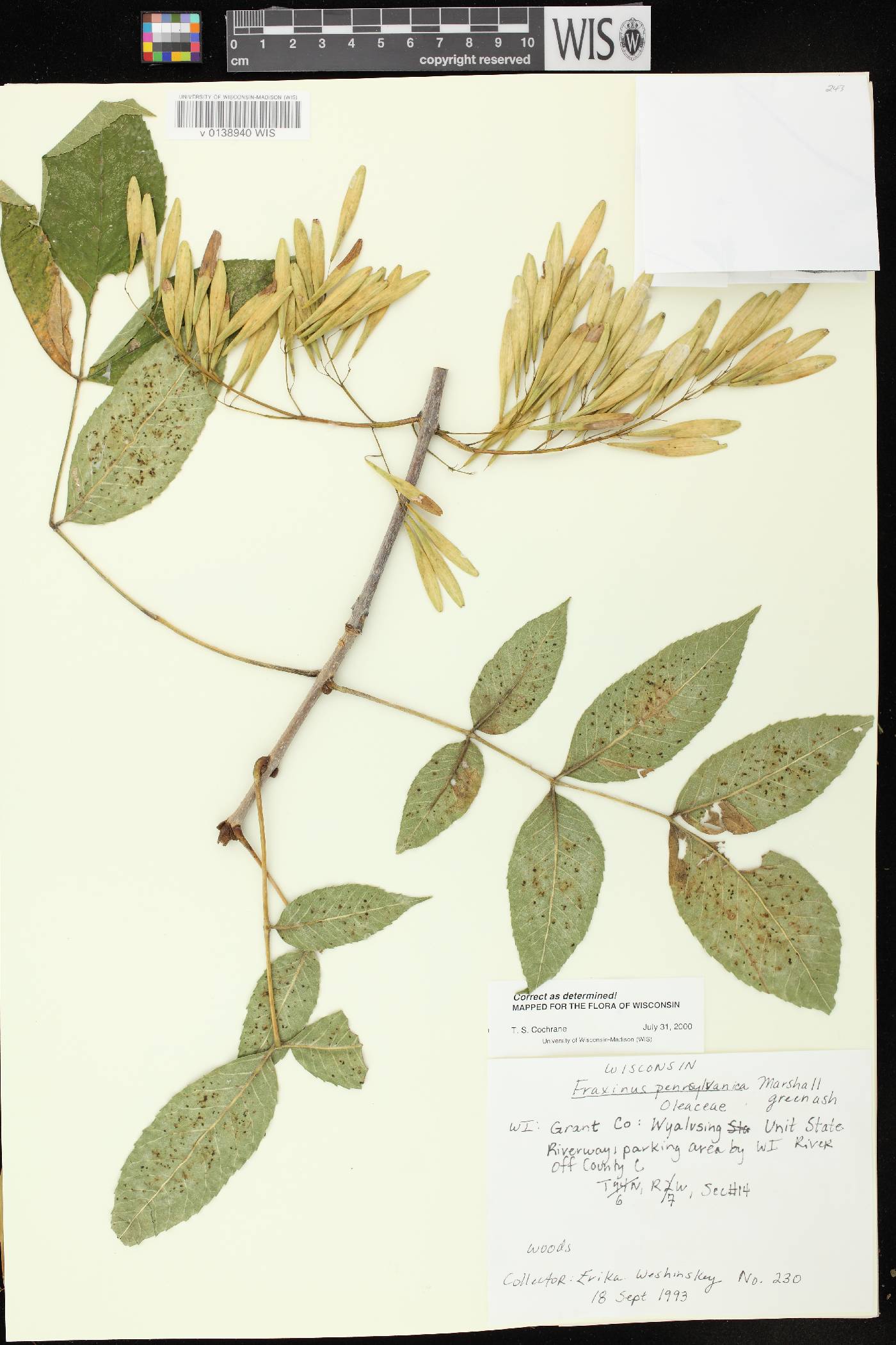 Fraxinus pennsylvanica image
