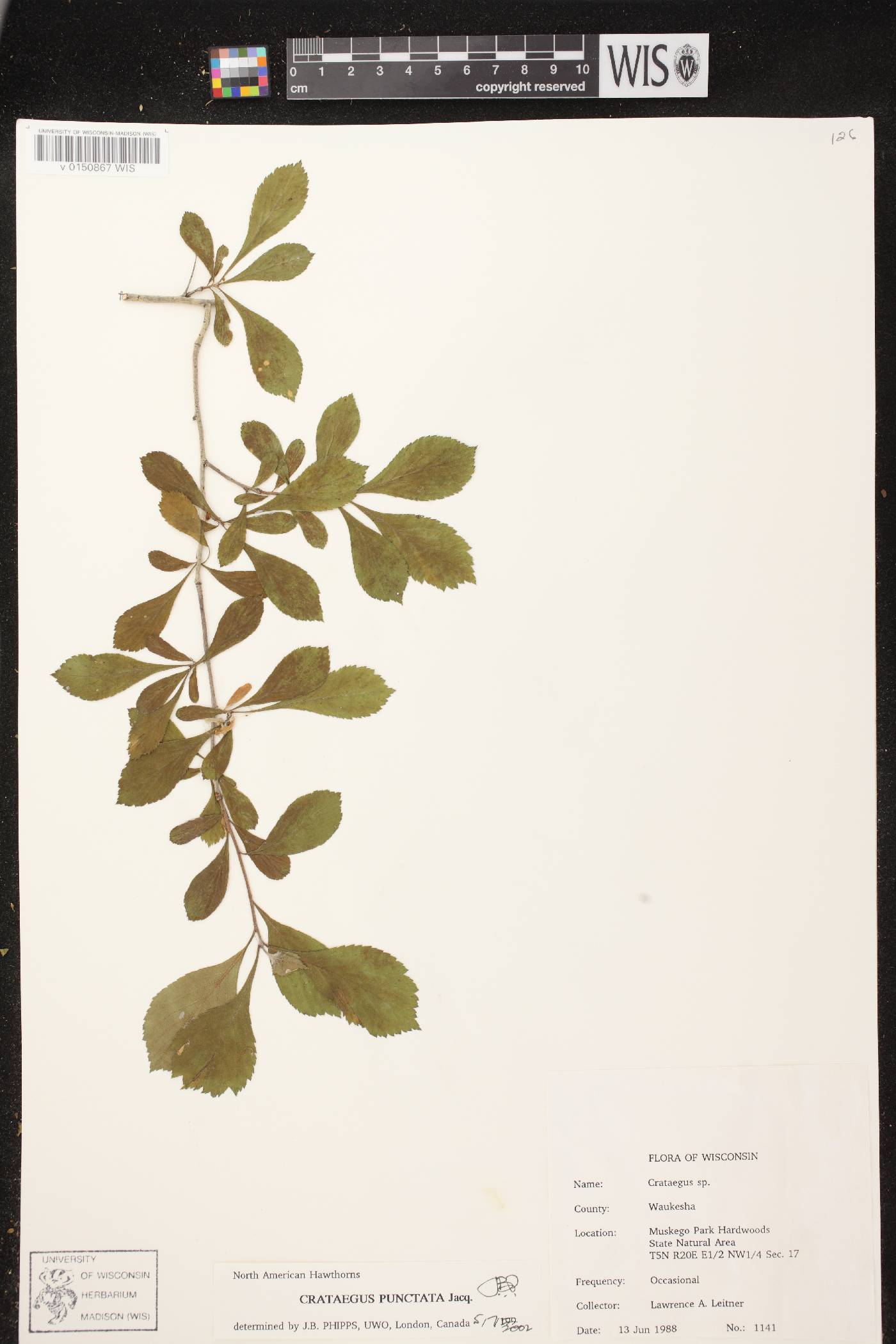 Crataegus punctata image