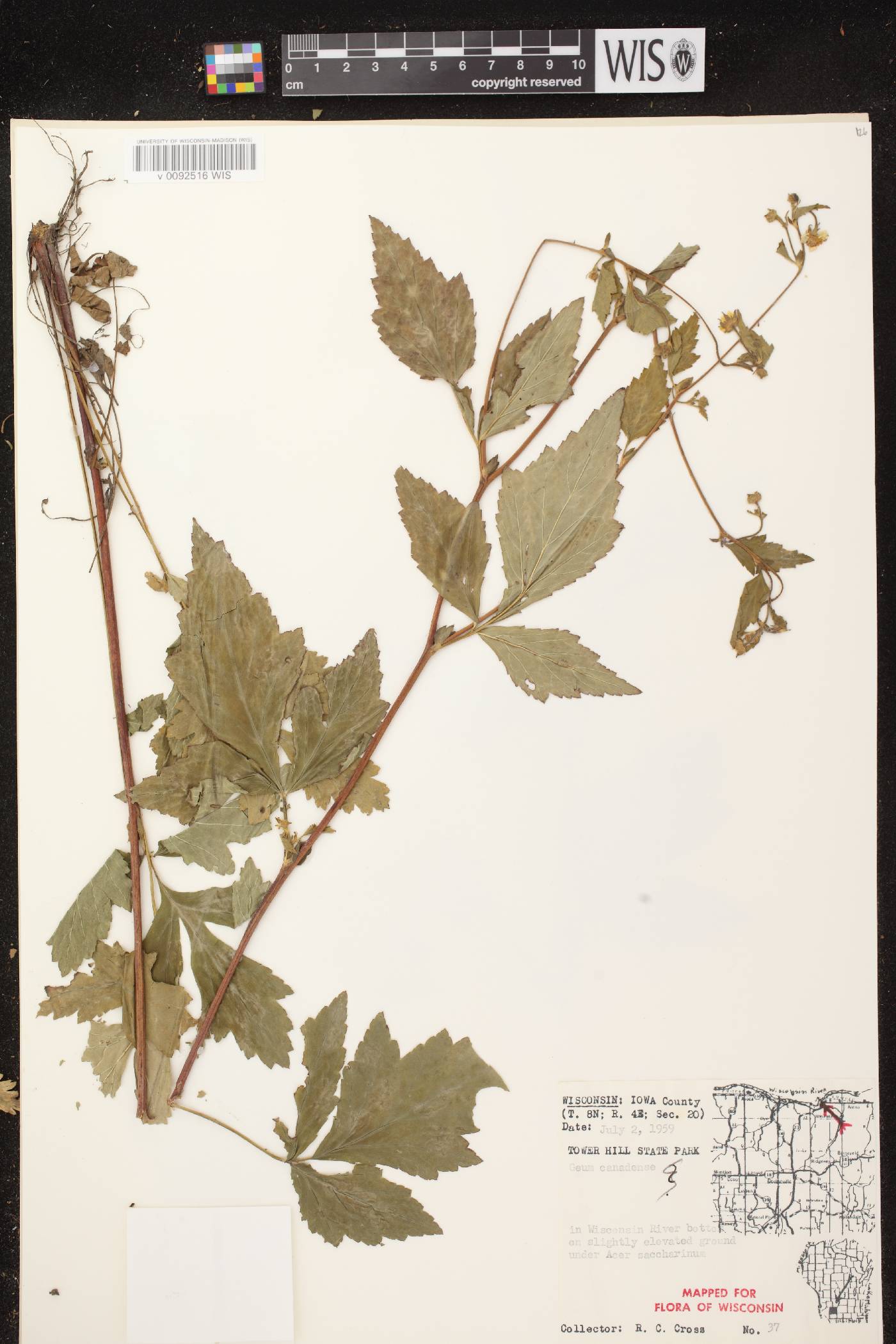 Geum canadense image
