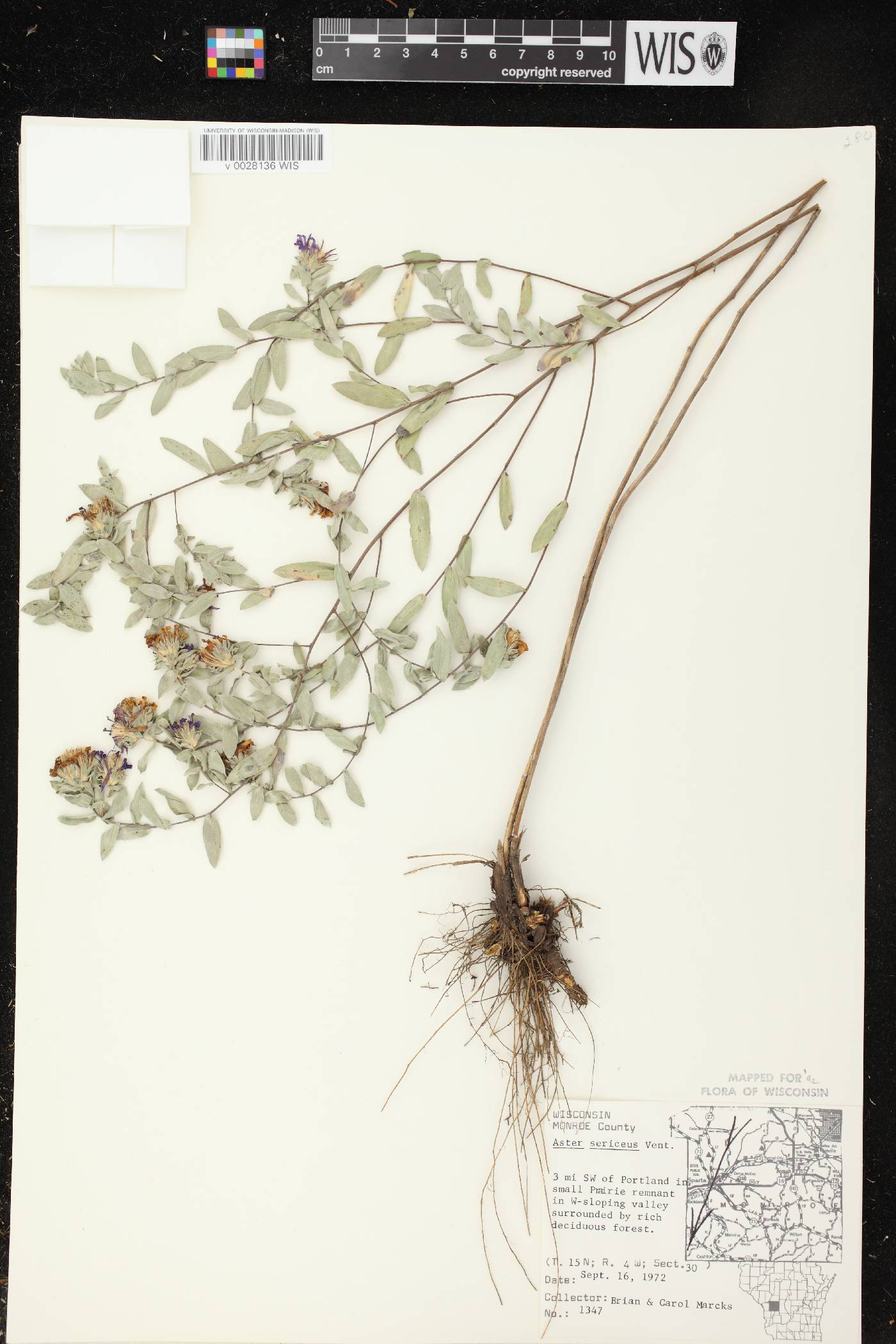 Symphyotrichum sericeum image