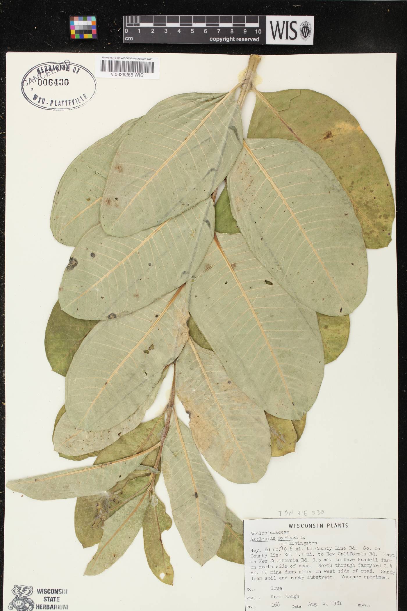 Asclepias syriaca image