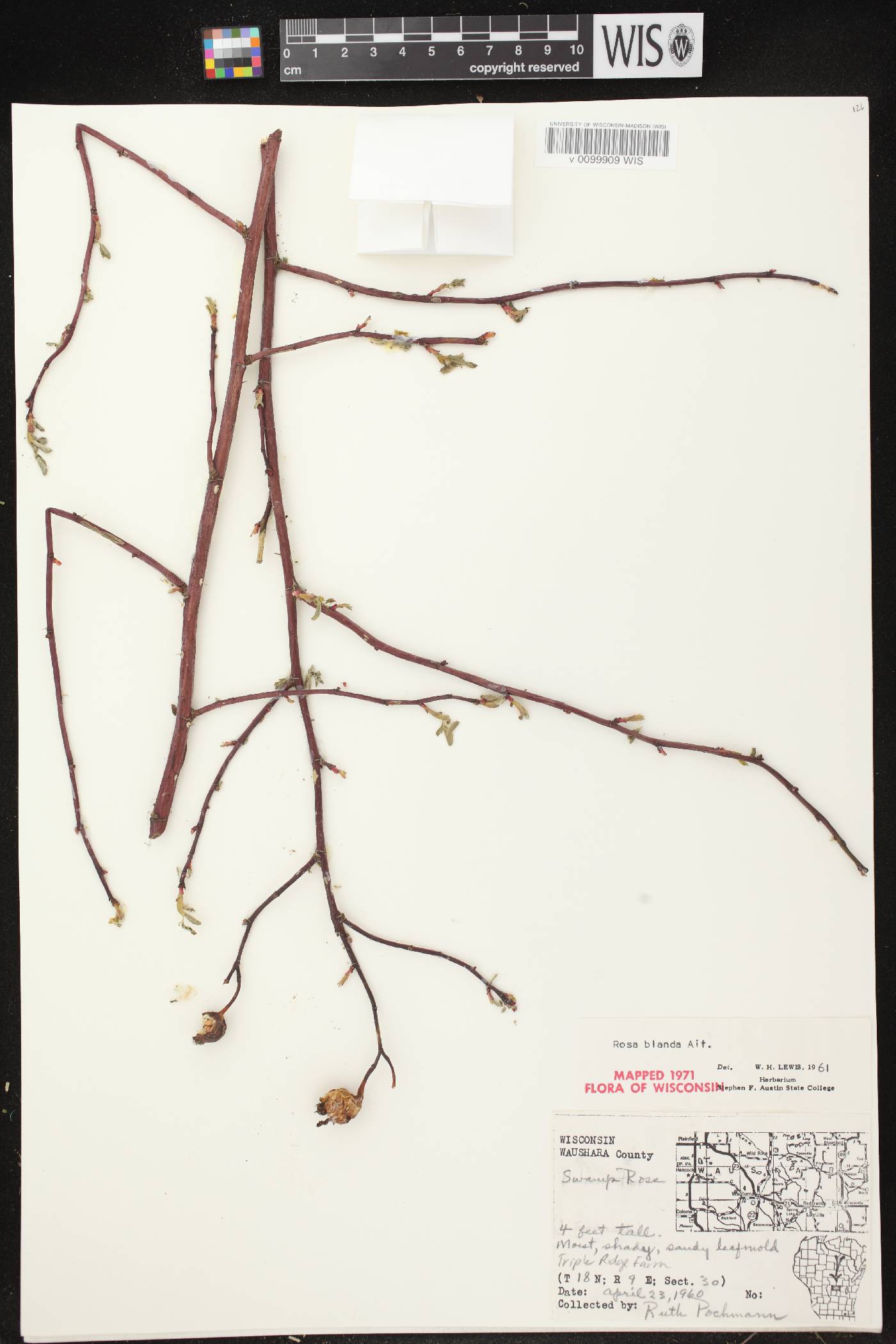Rosa blanda image
