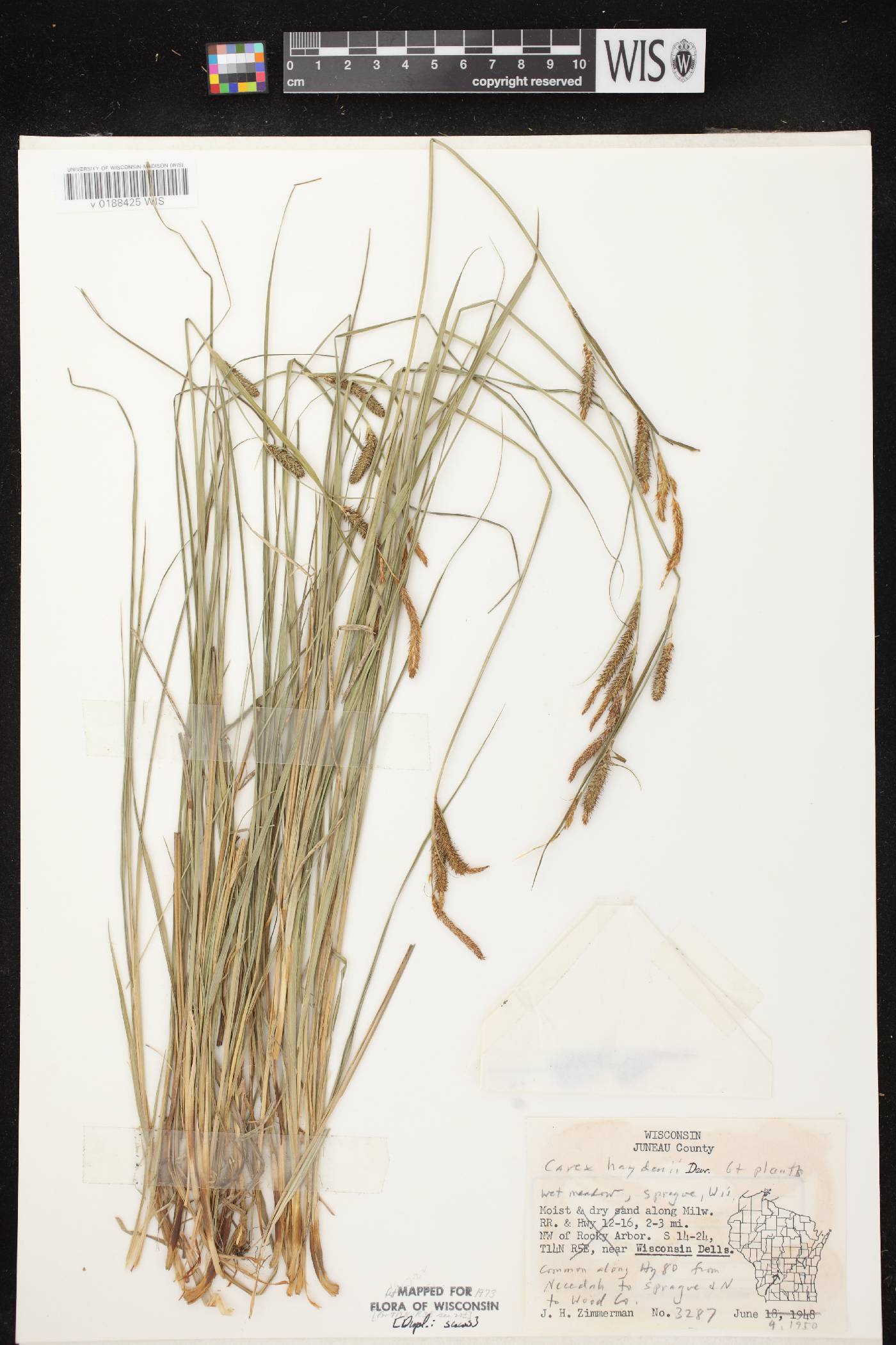 Carex haydenii image
