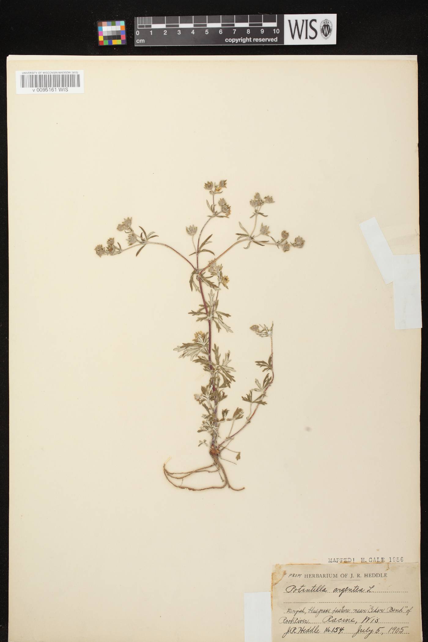 Potentilla argentea image