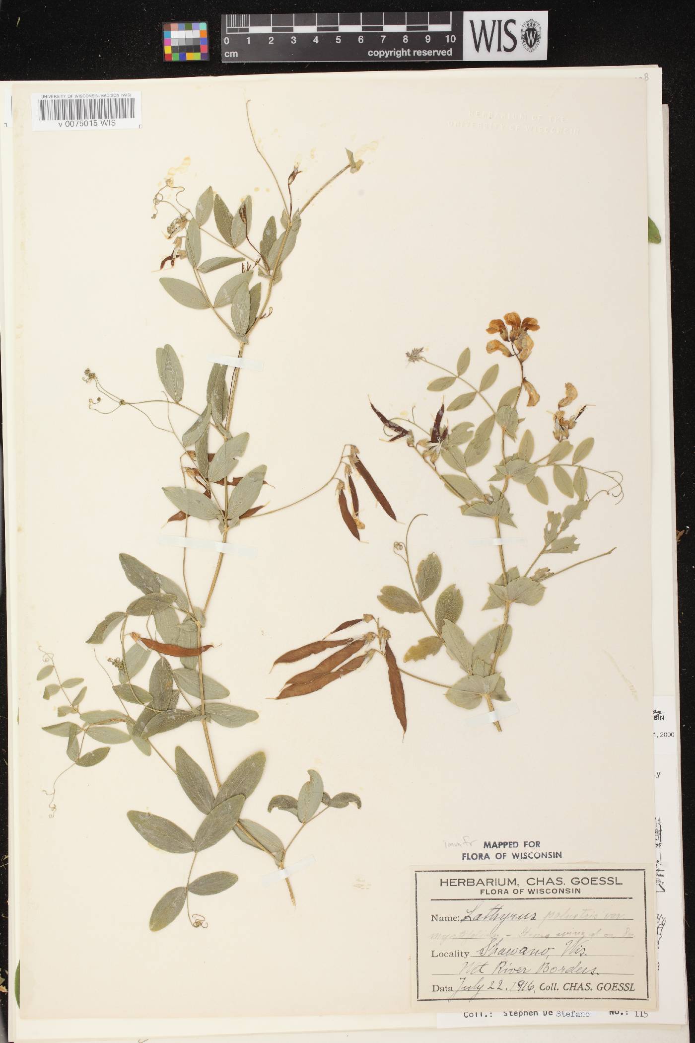 Lathyrus palustris image