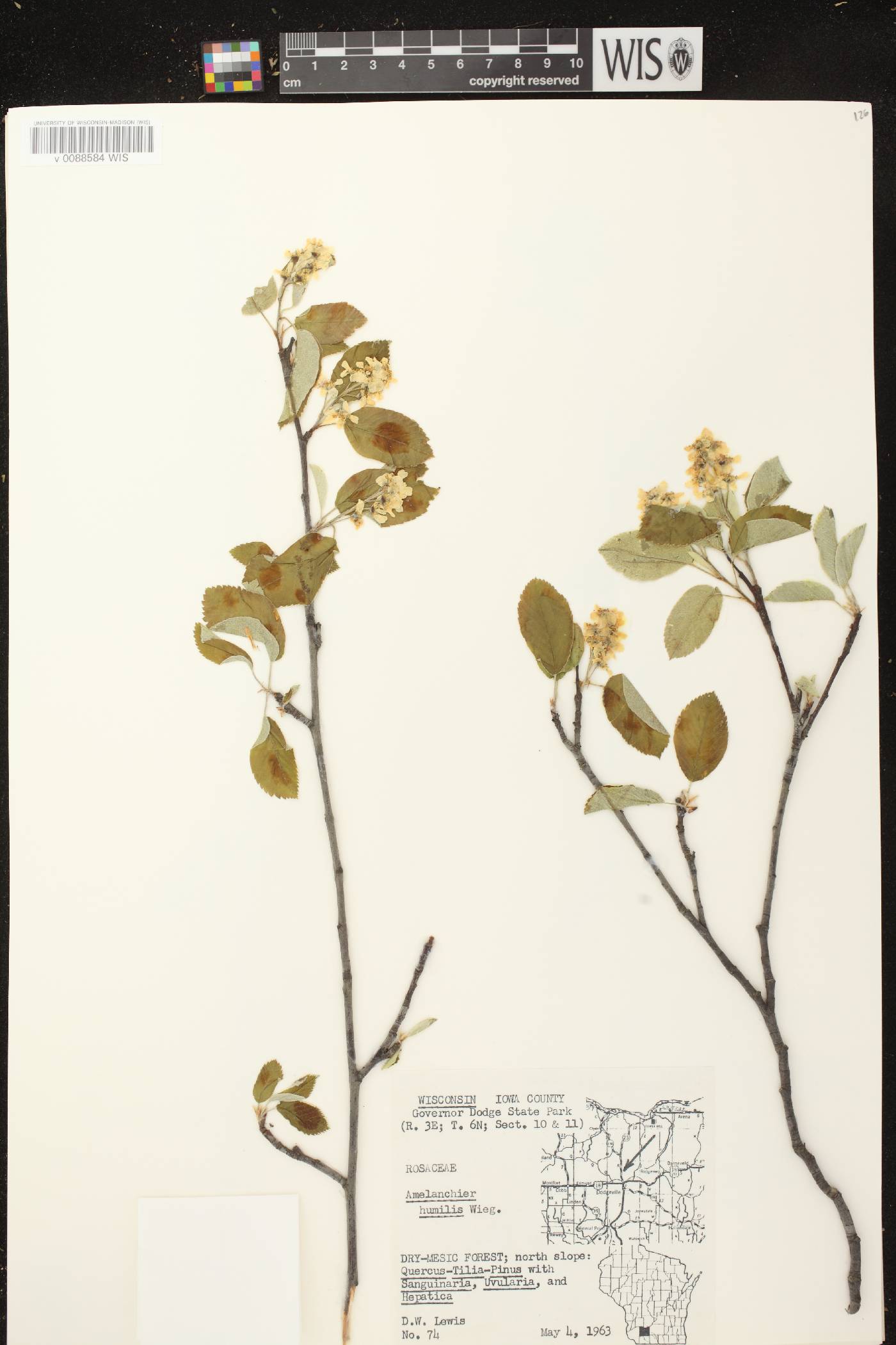 Amelanchier sanguinea image