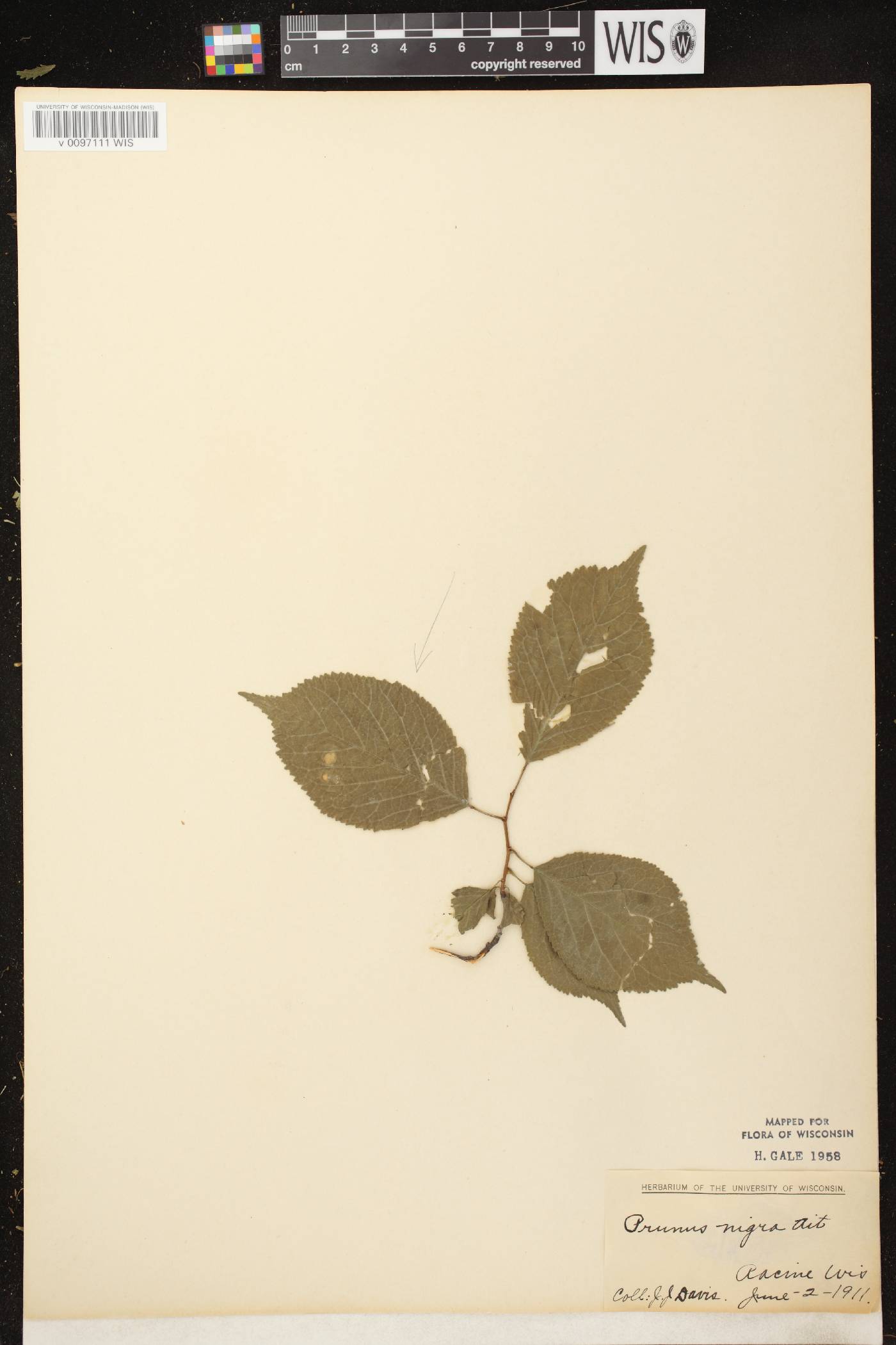 Prunus nigra image