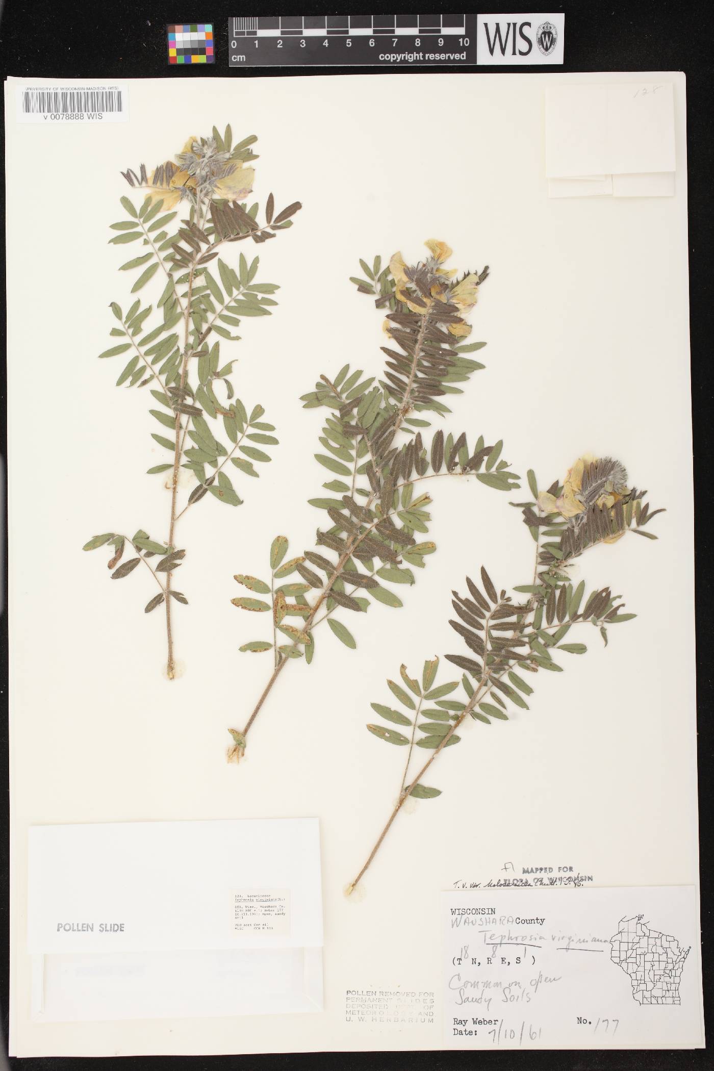Tephrosia virginiana image