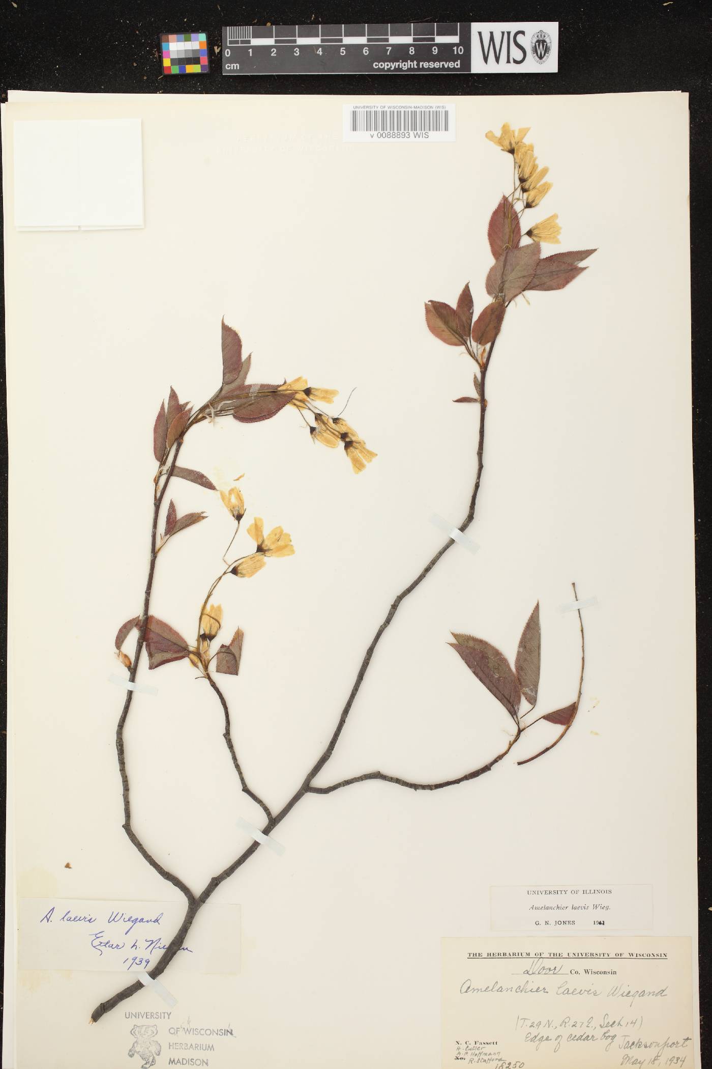 Amelanchier laevis image