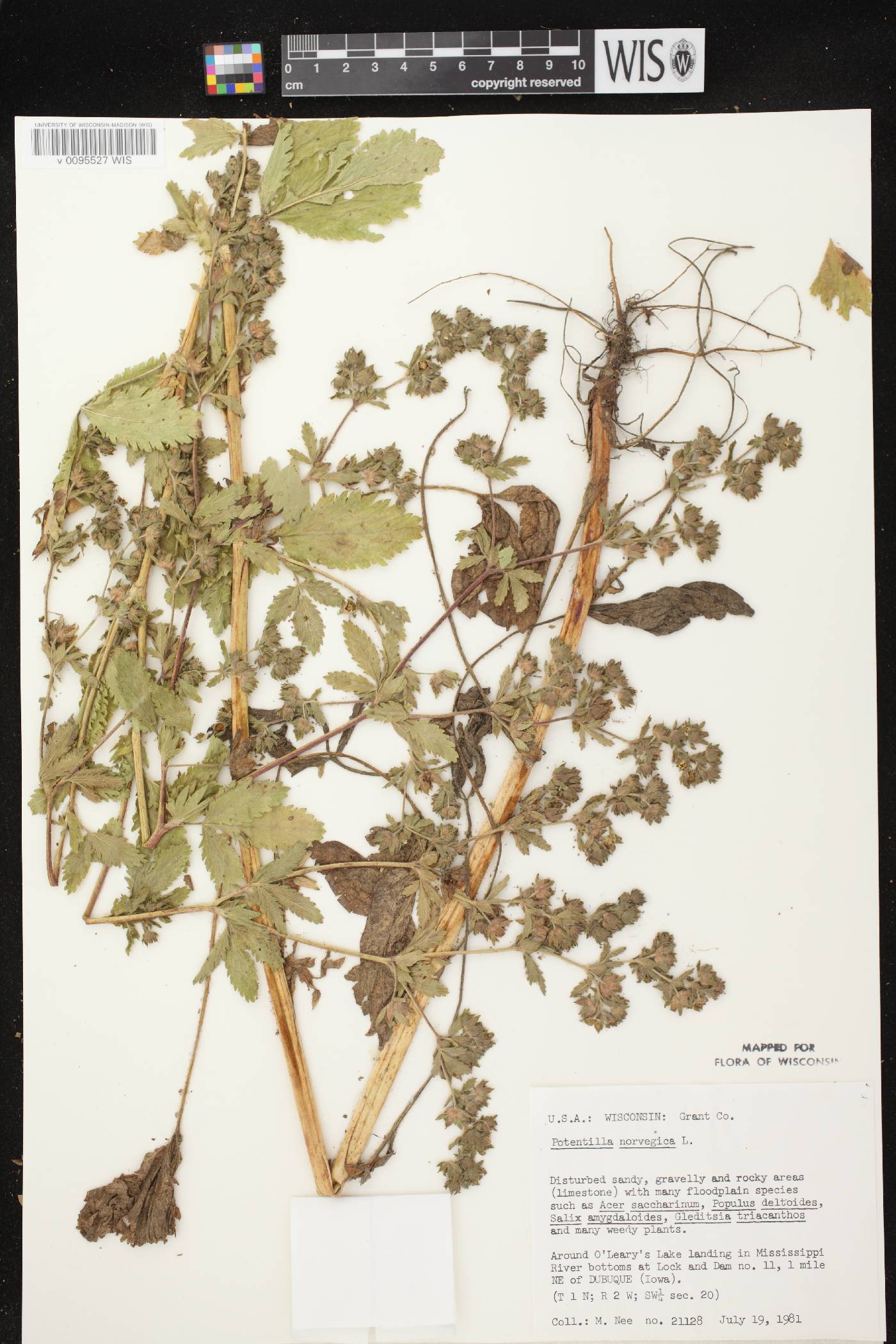 Potentilla norvegica image