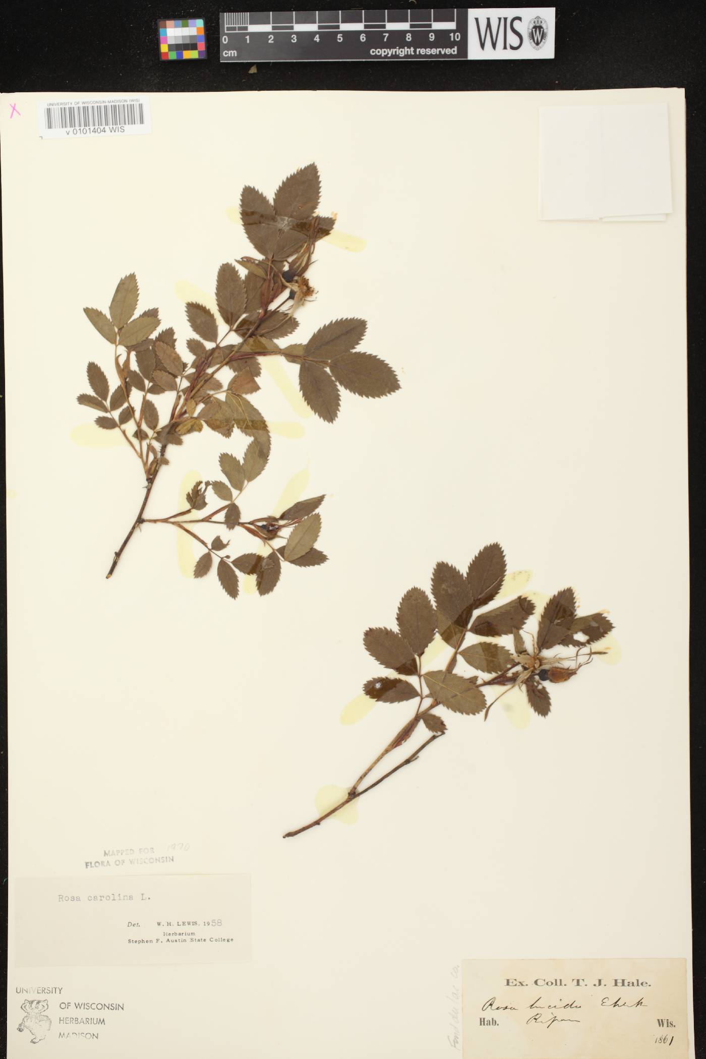Rosa carolina image