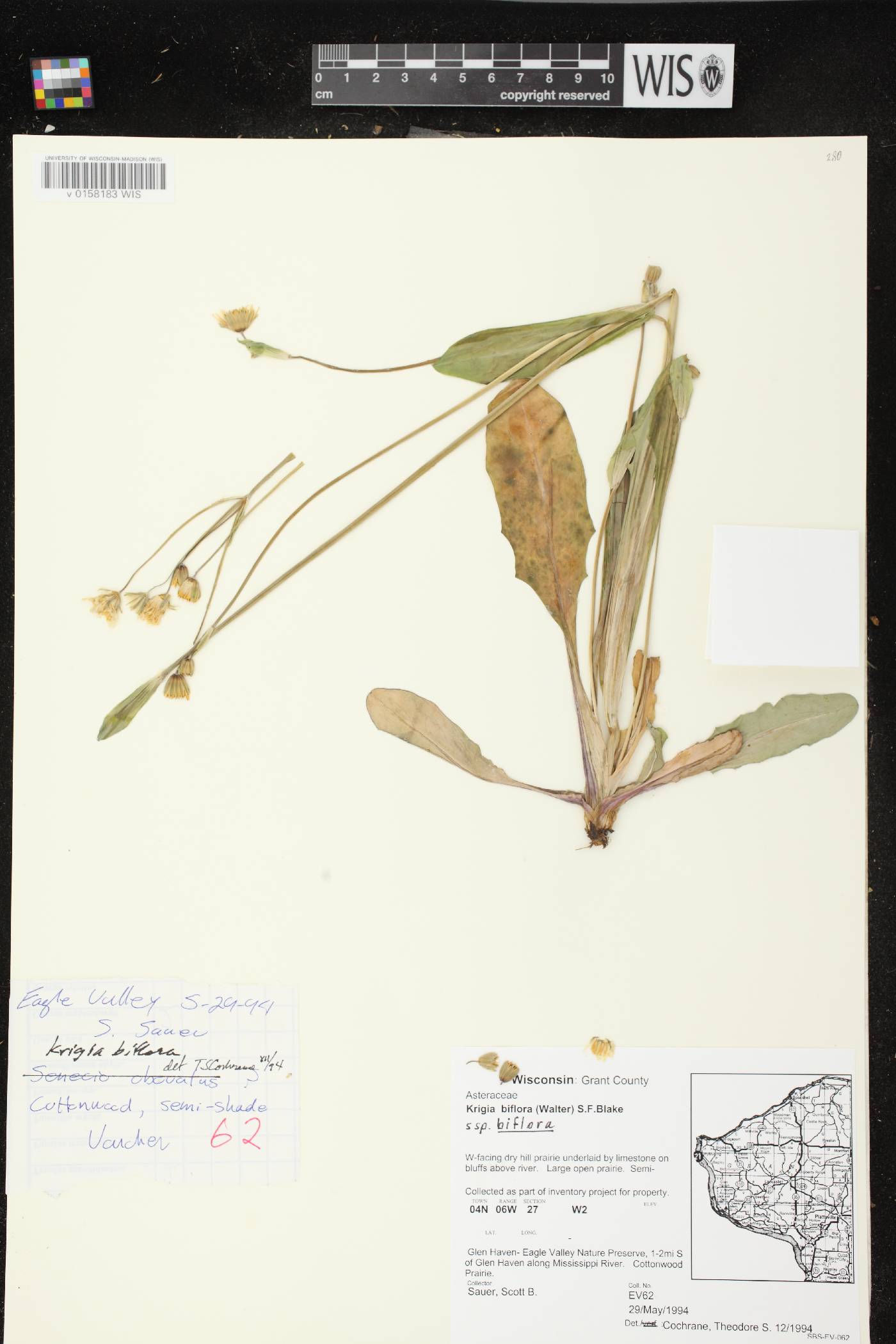 Krigia biflora image