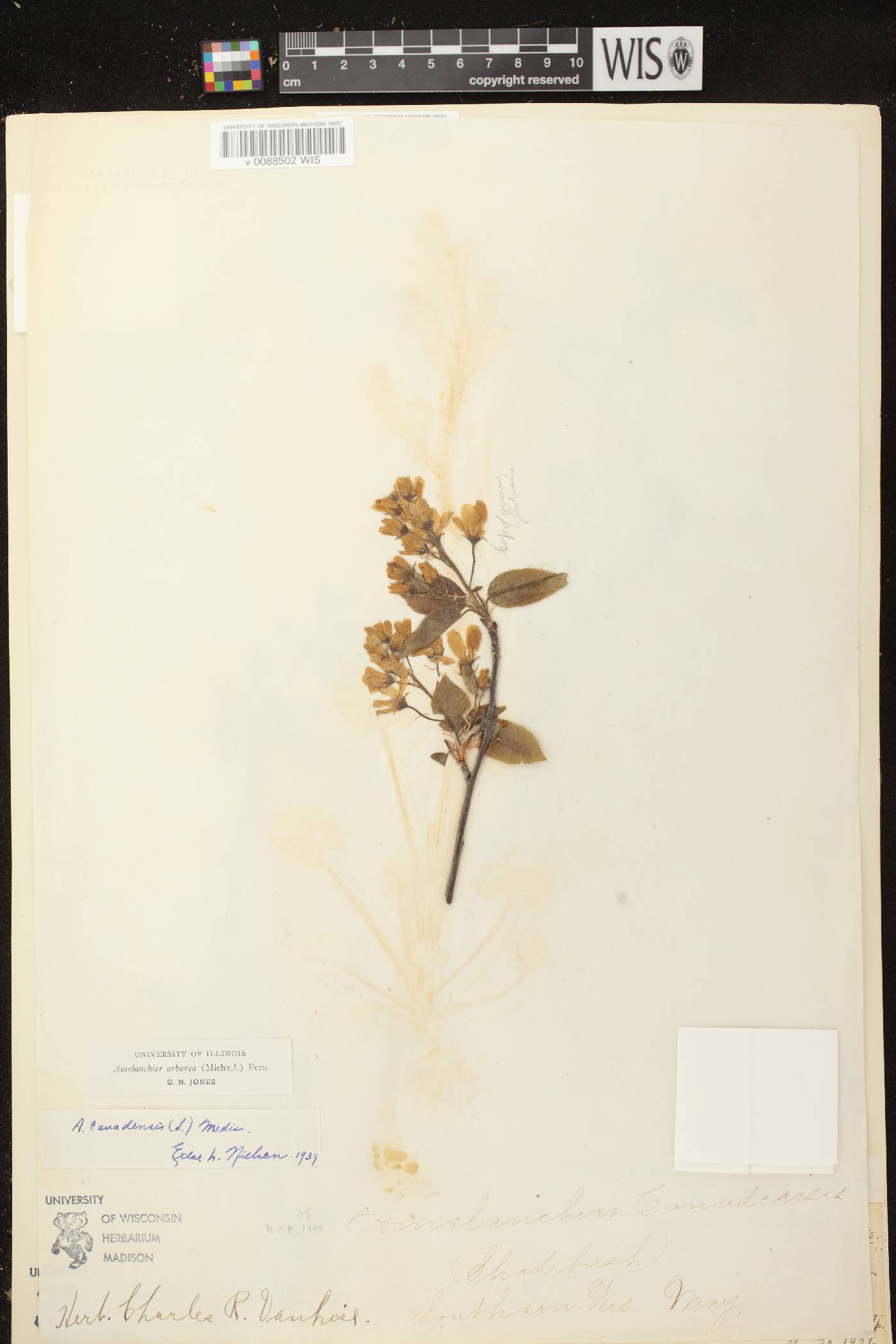 Amelanchier arborea image