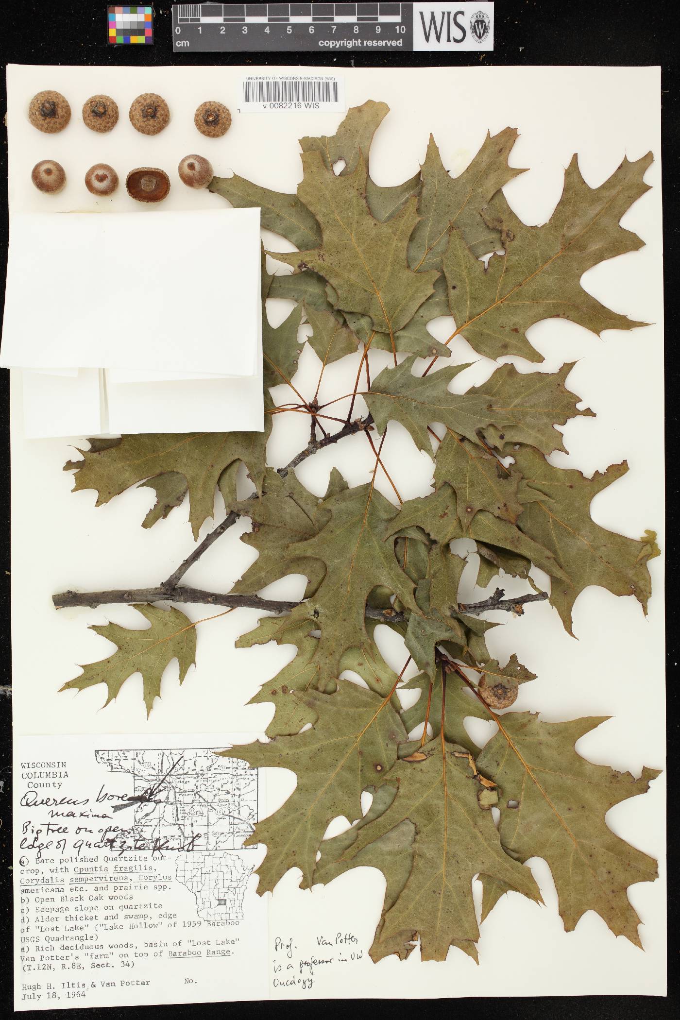 Quercus rubra image