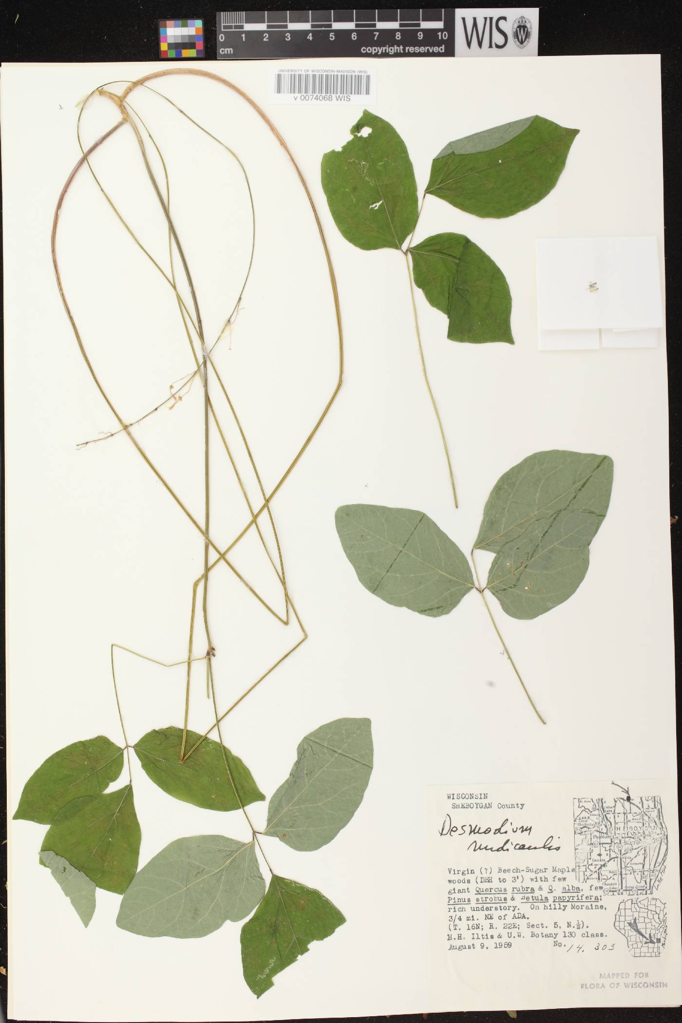 Hylodesmum nudiflorum image