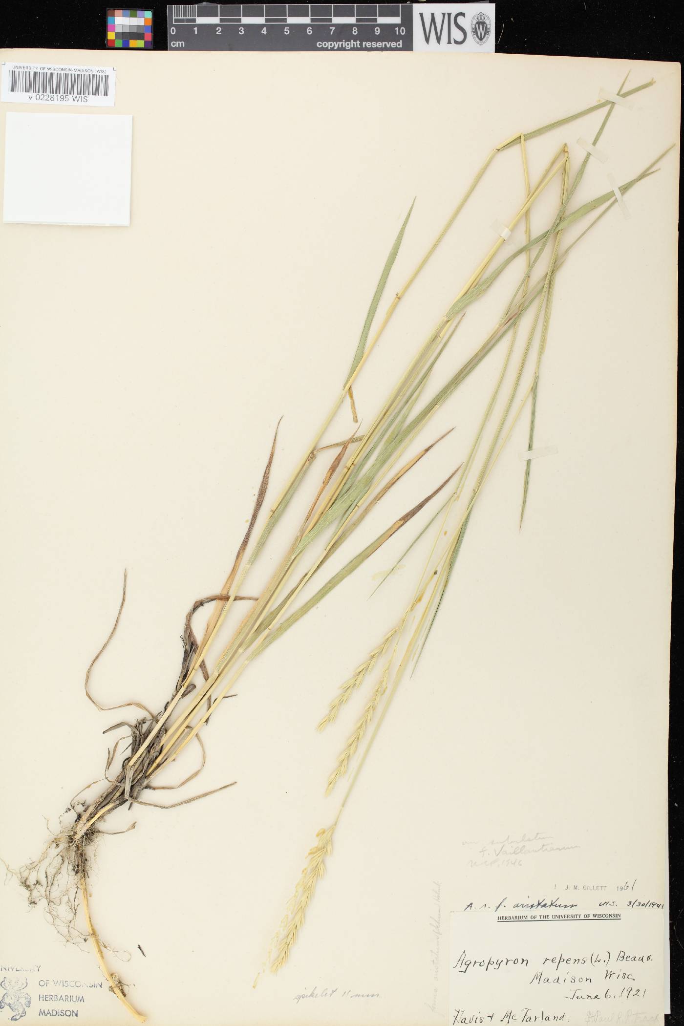 Elymus repens image