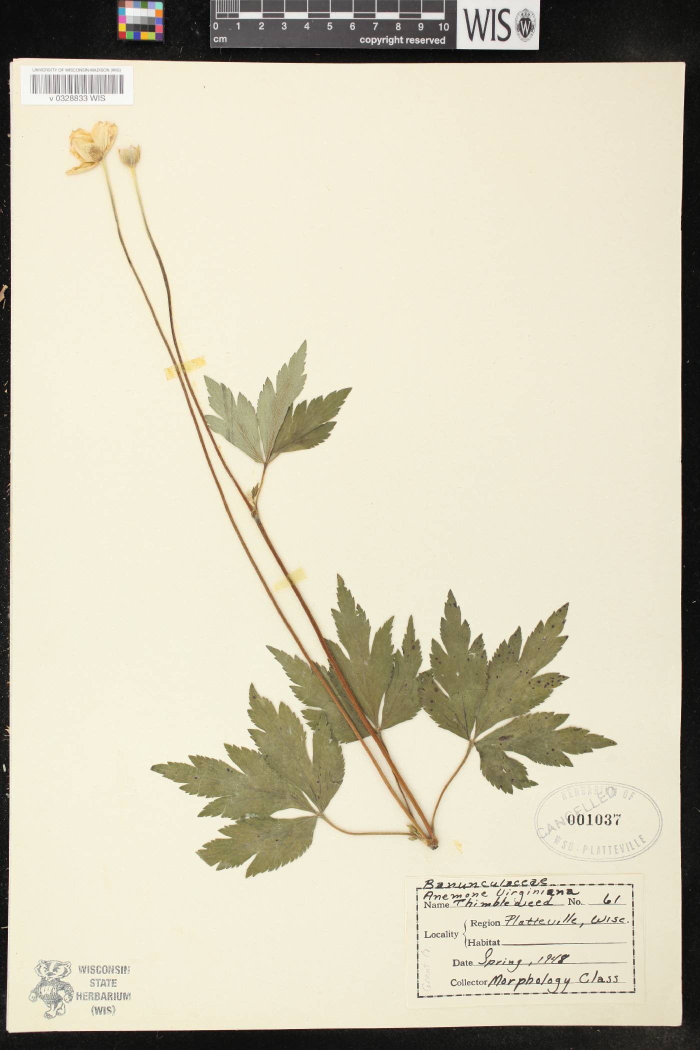 Anemone virginiana image