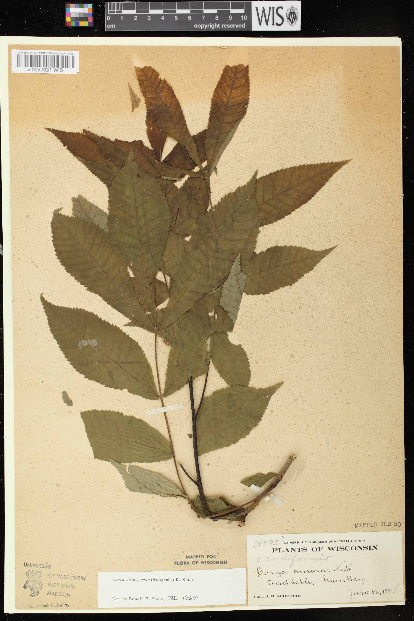 Carya cordiformis image
