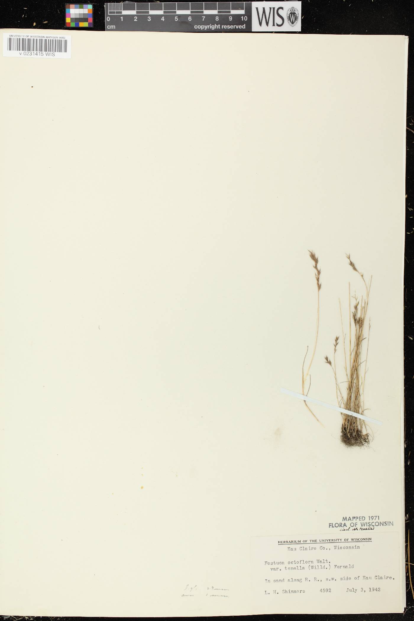 Festuca octoflora image