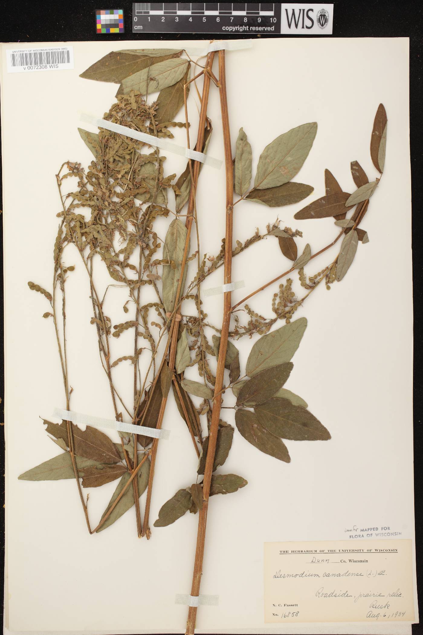 Desmodium canadense image