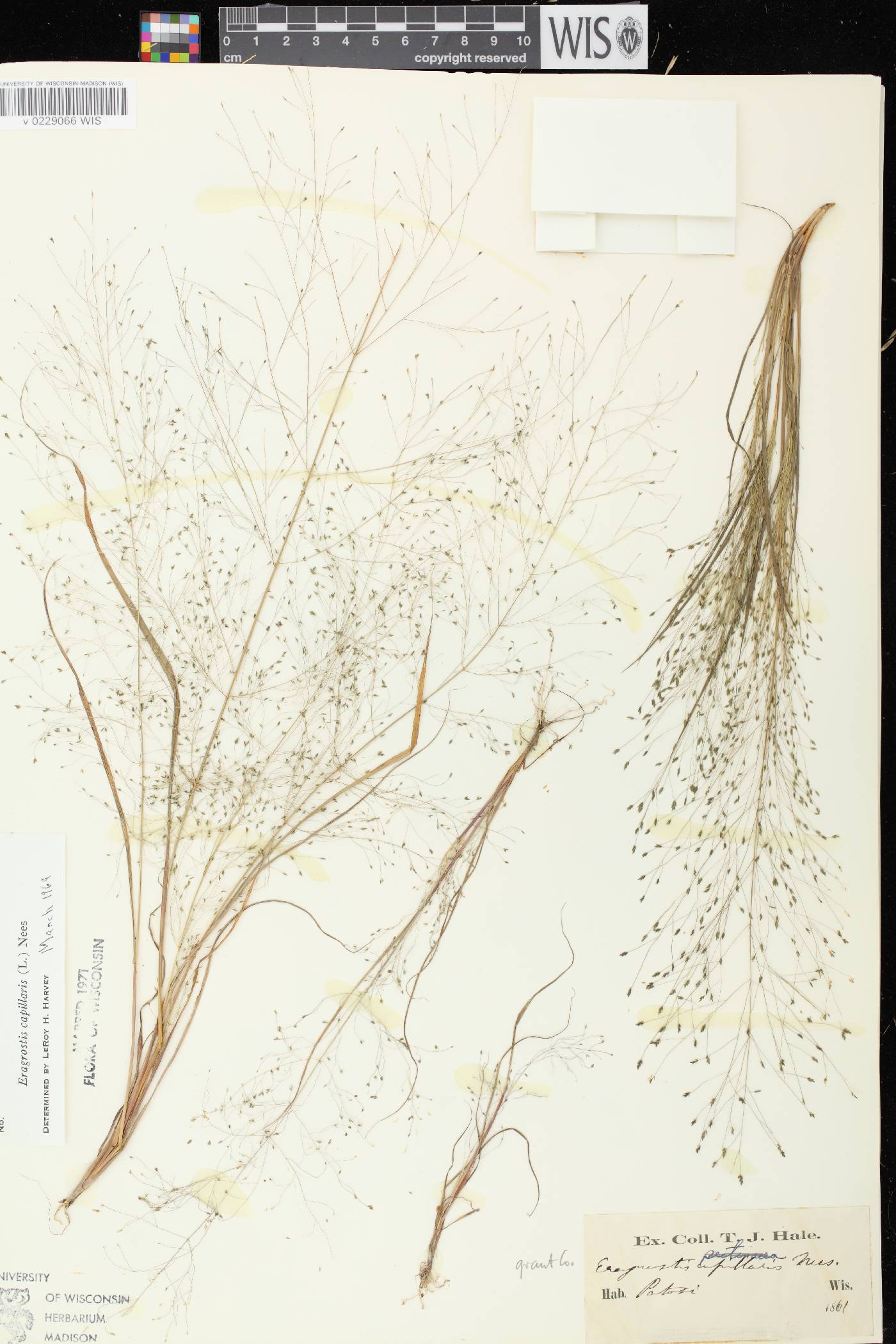 Eragrostis capillaris image
