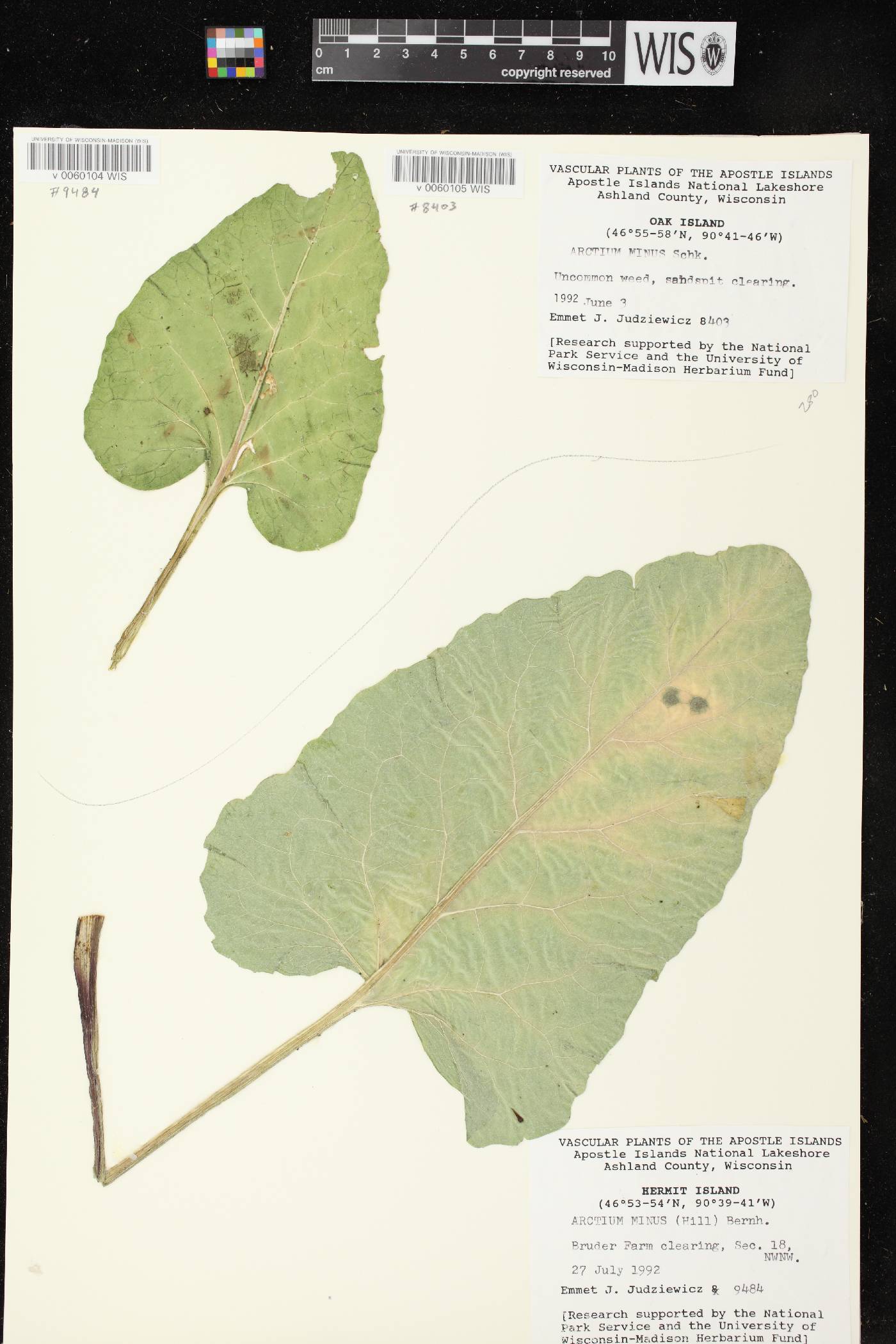 Arctium minus image