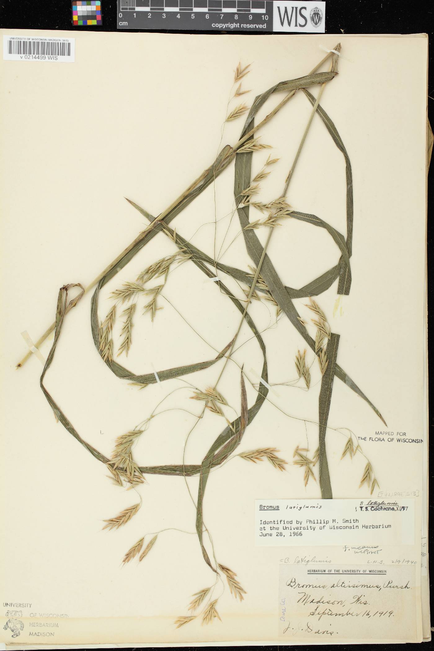 Bromus latiglumis image