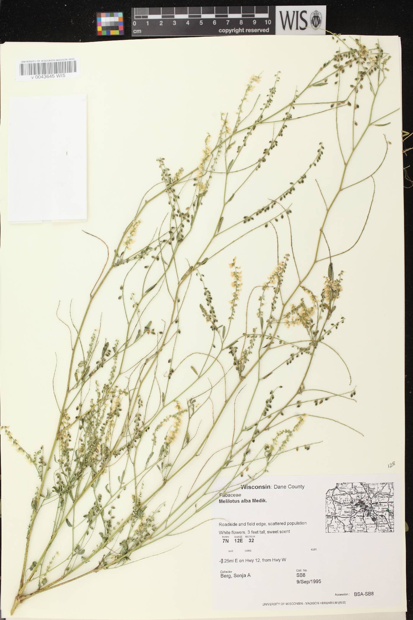 Melilotus albus image