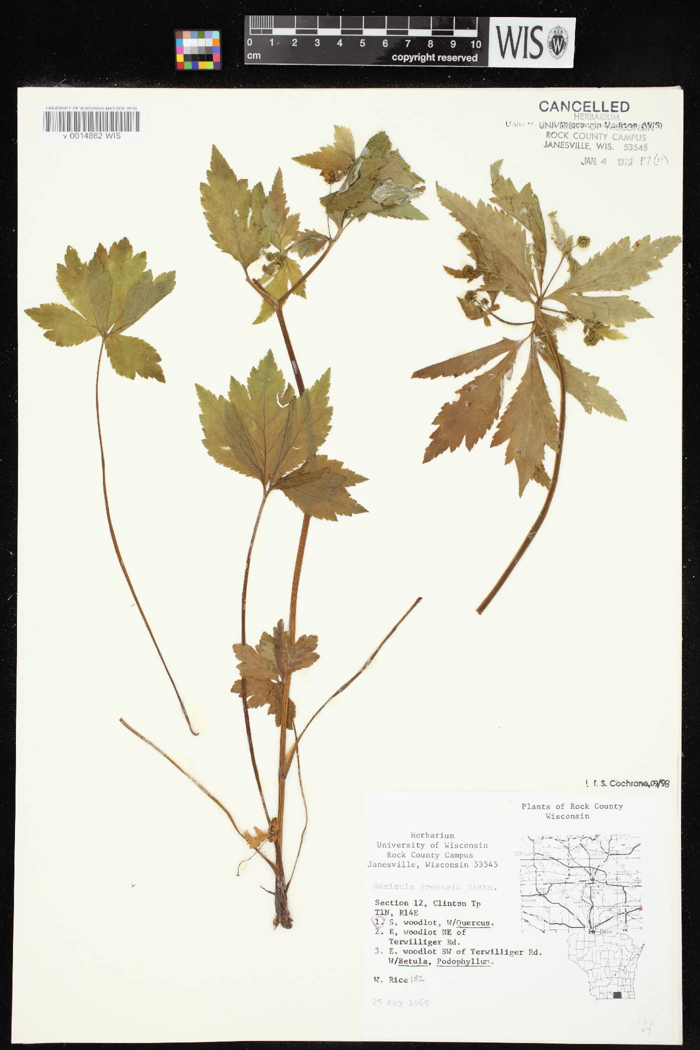 Sanicula odorata image