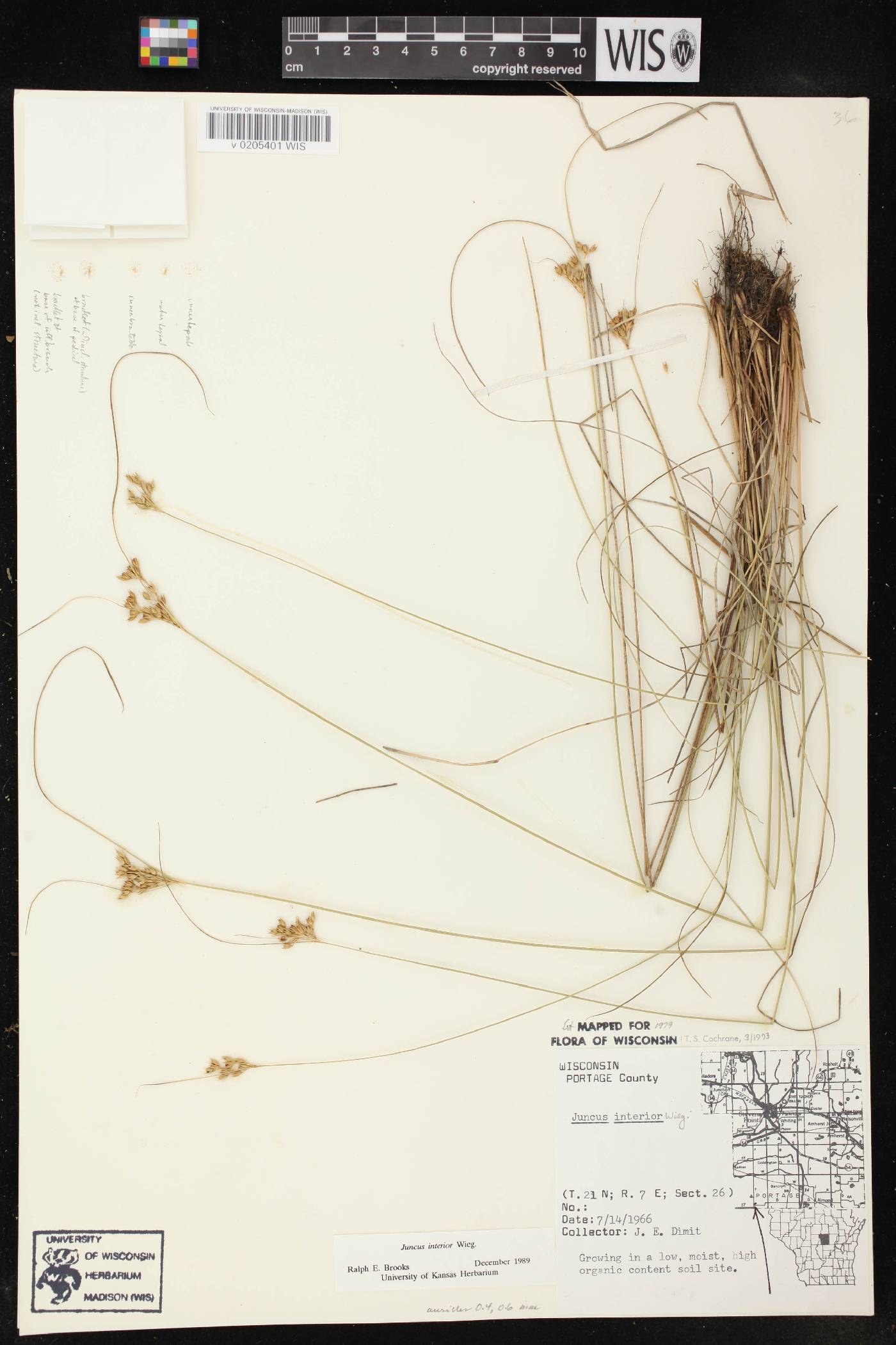 Juncus interior image