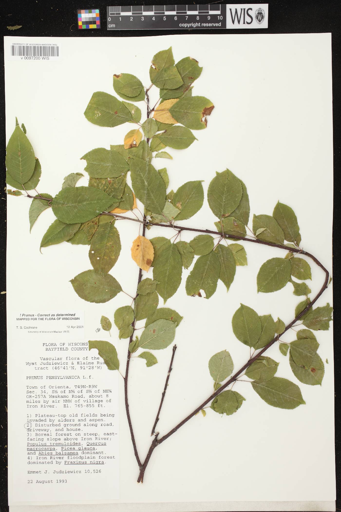 Prunus pensylvanica image