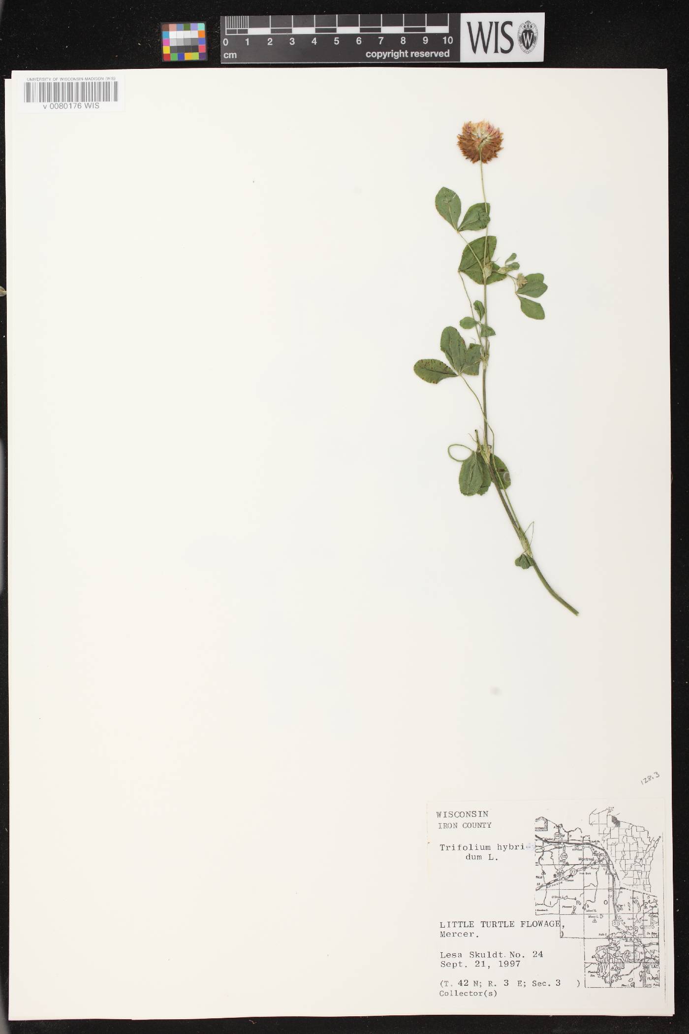 Trifolium hybridum image