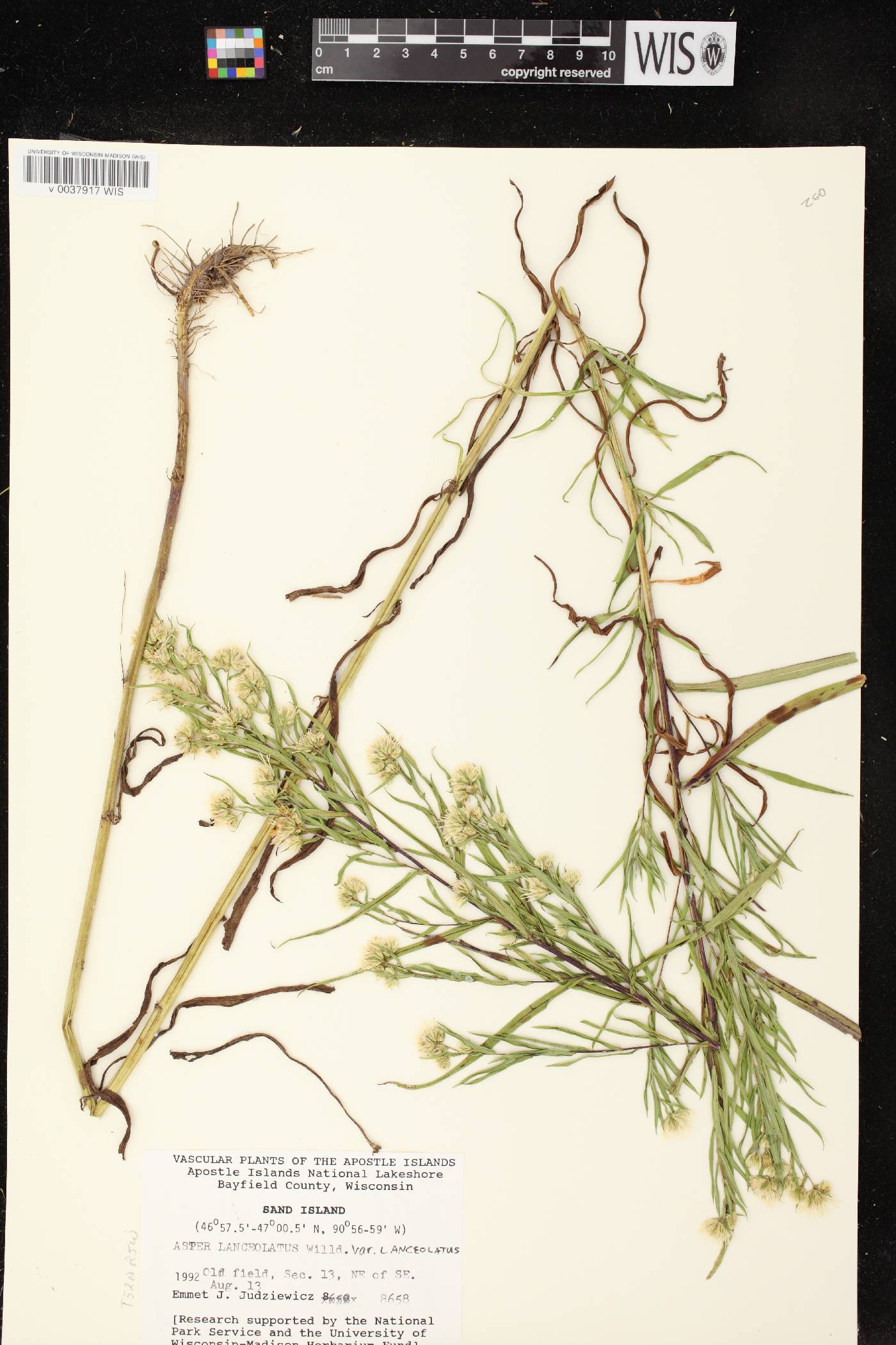Symphyotrichum lanceolatum var. lanceolatum image