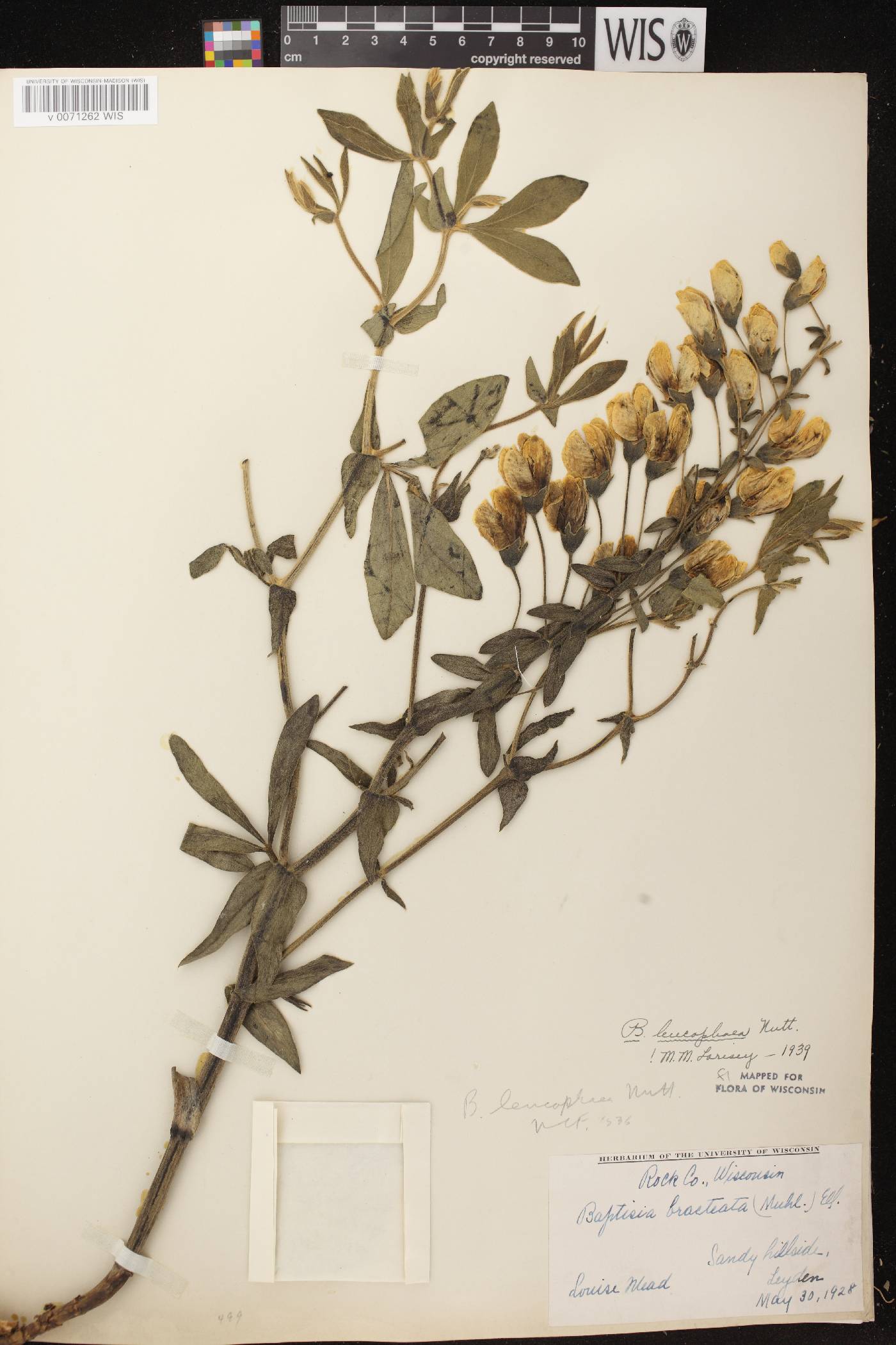 Baptisia leucophaea image