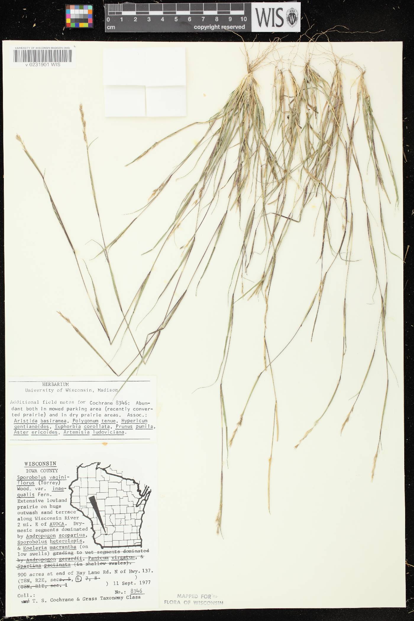 Sporobolus vaginiflorus var. vaginiflorus image