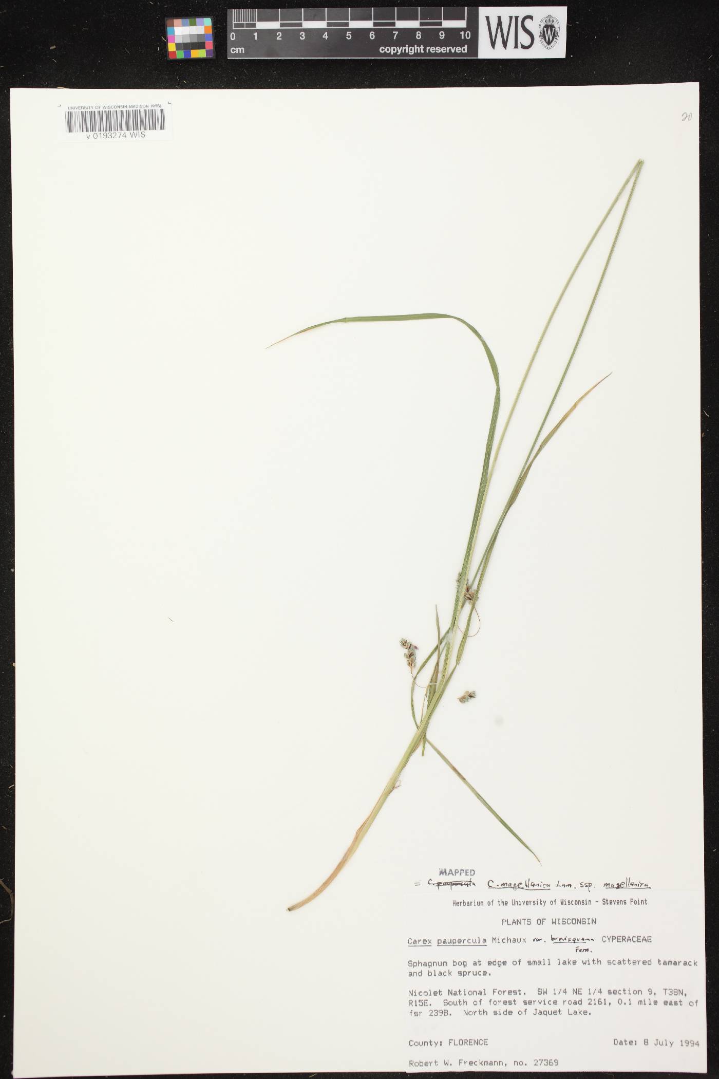 Carex magellanica image