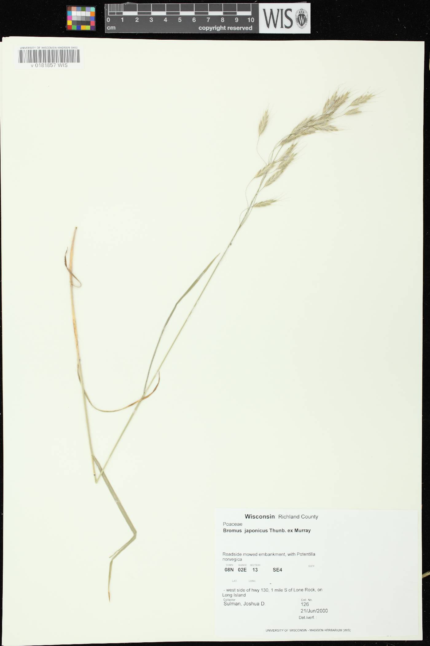 Bromus arvensis image