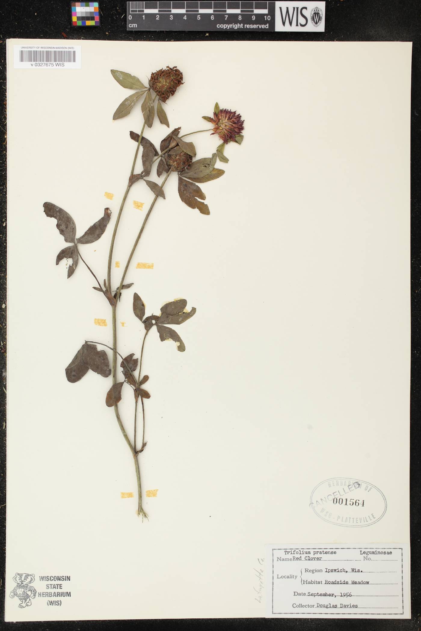 Trifolium pratense image