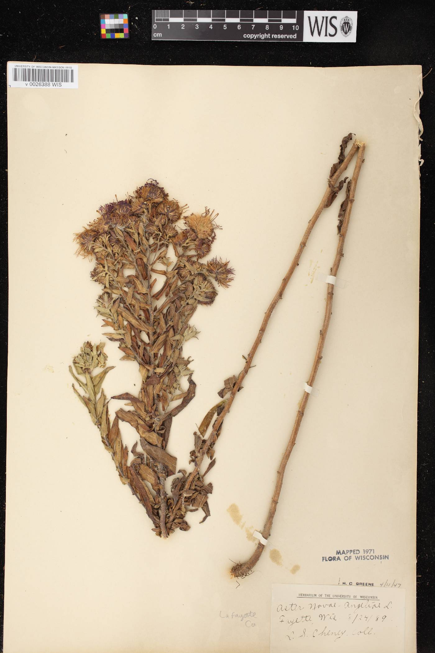 Symphyotrichum novae-angliae image