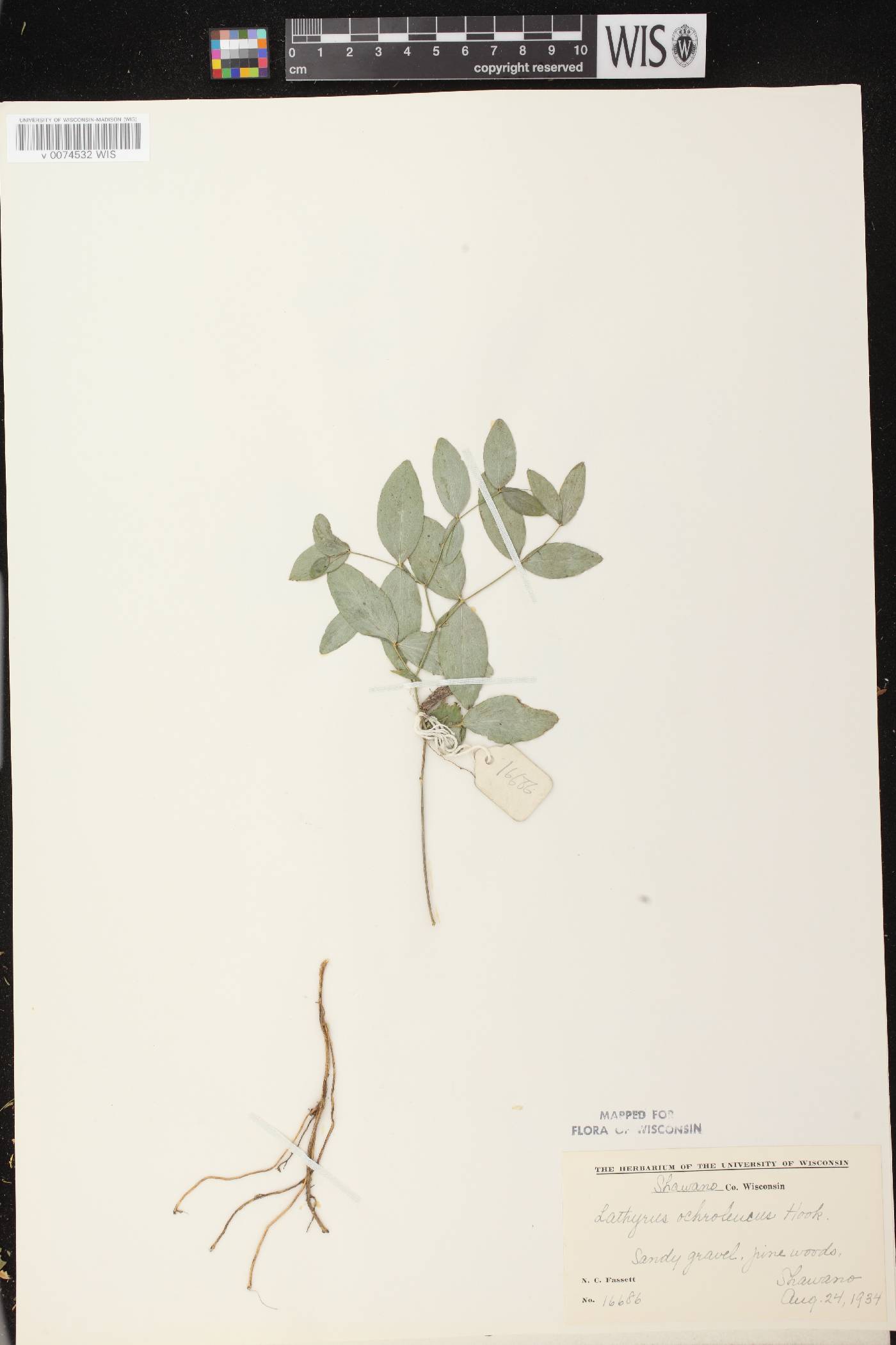 Lathyrus ochroleucus image