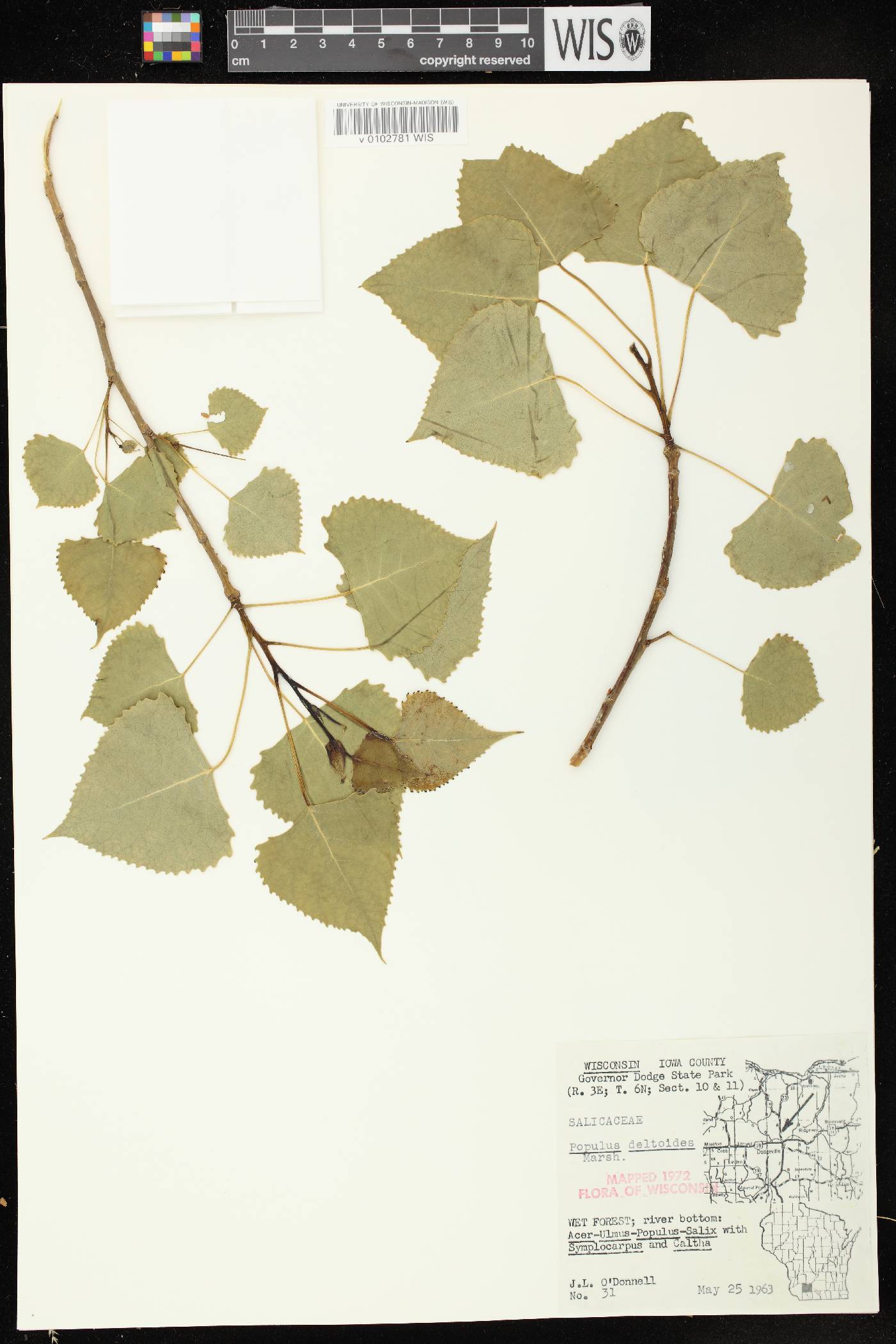 Populus deltoides image