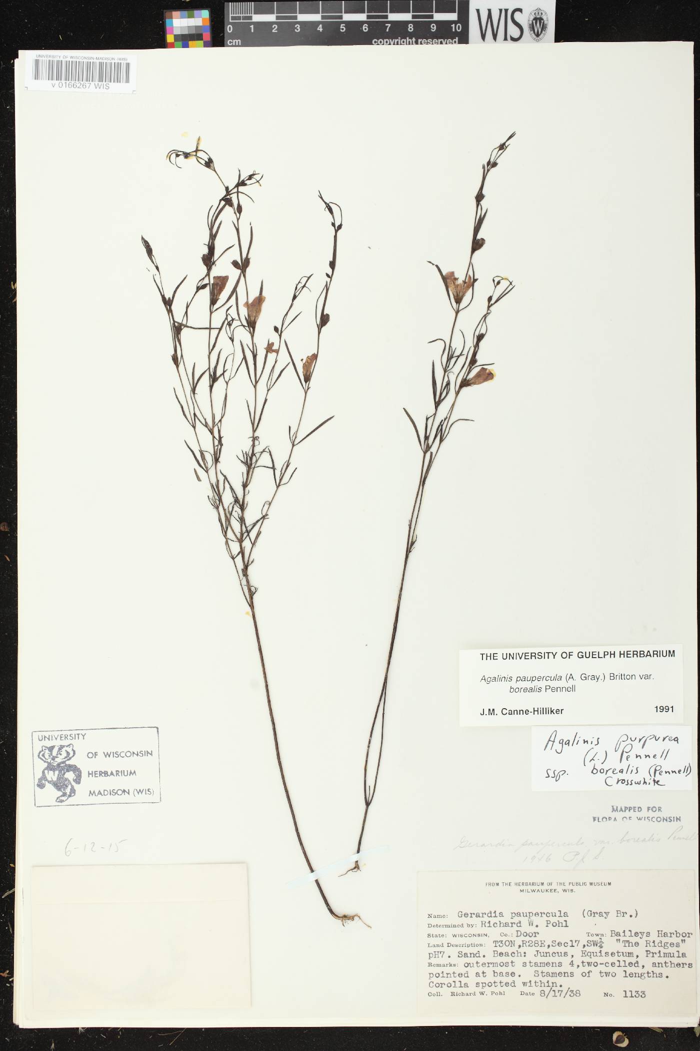Agalinis paupercula var. borealis image